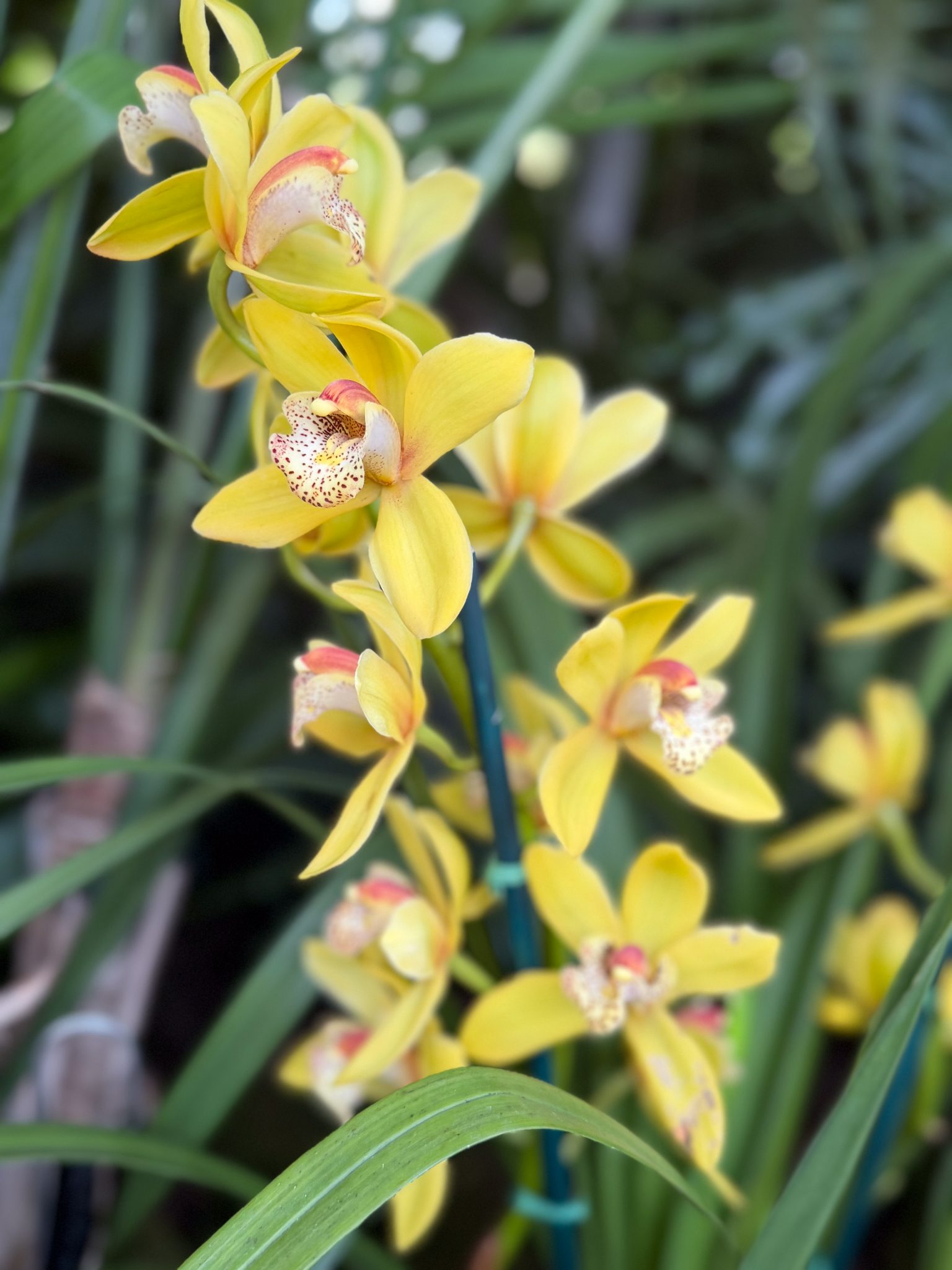 Photo 265 from 2026 Orchid Show