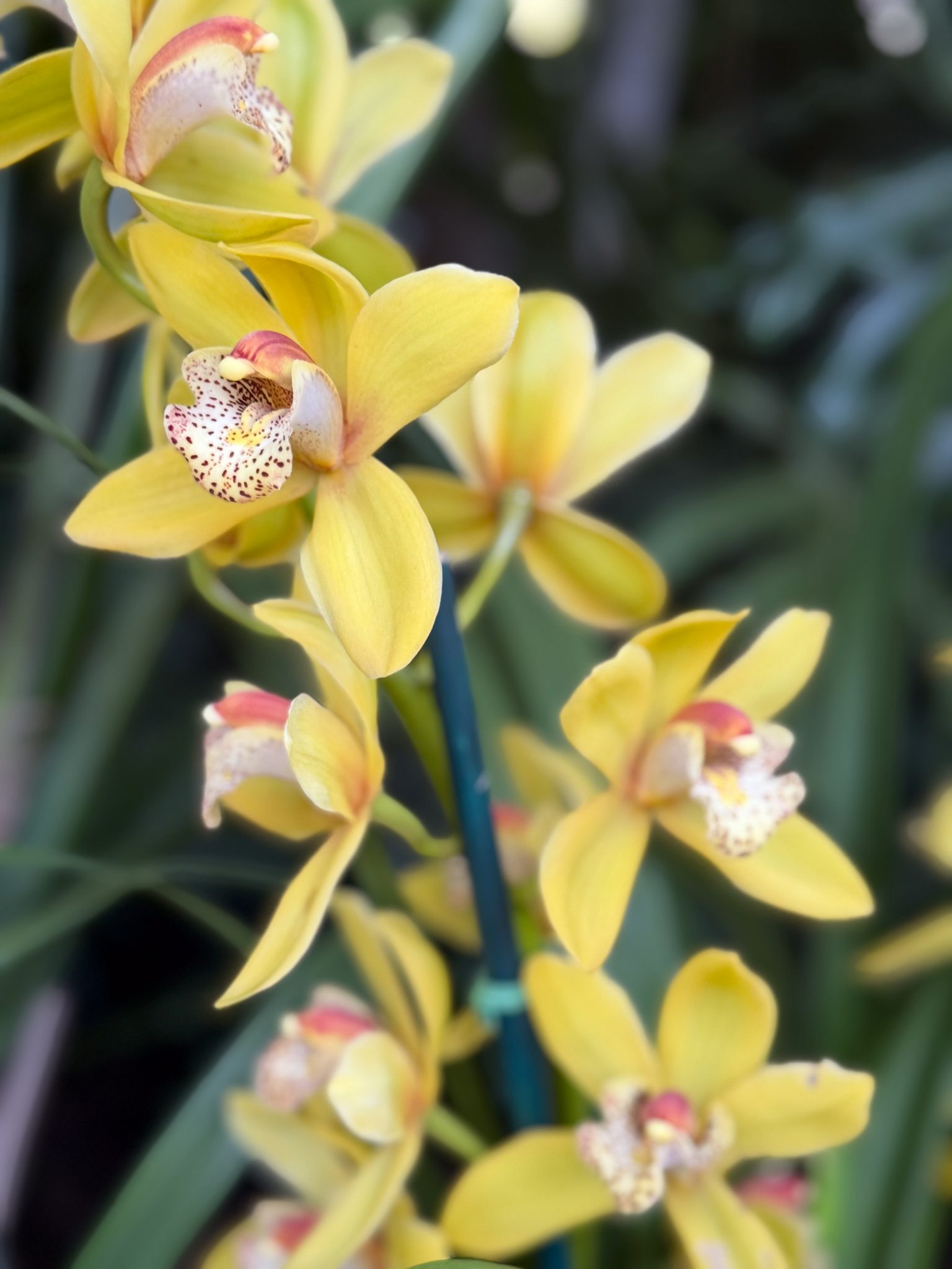 Photo 267 from 2026 Orchid Show