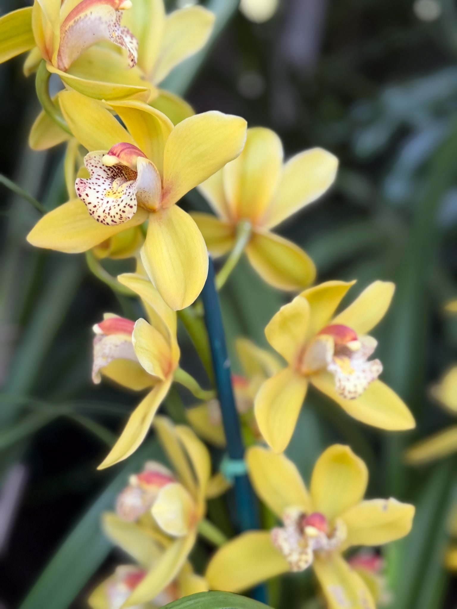 Photo 268 from 2026 Orchid Show