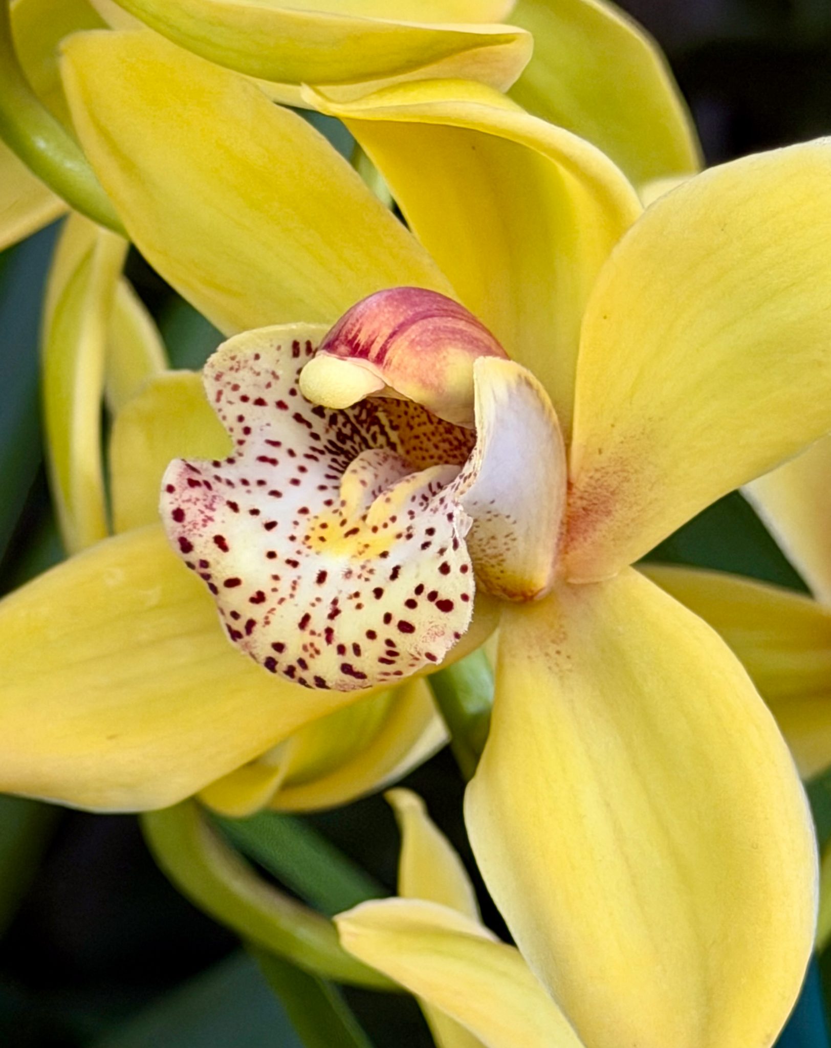 Photo 269 from 2026 Orchid Show
