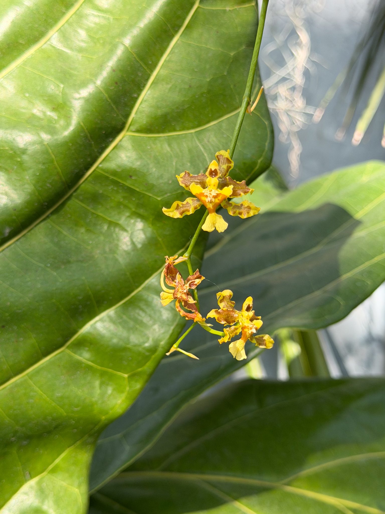 Photo 27 from 2026 Orchid Show