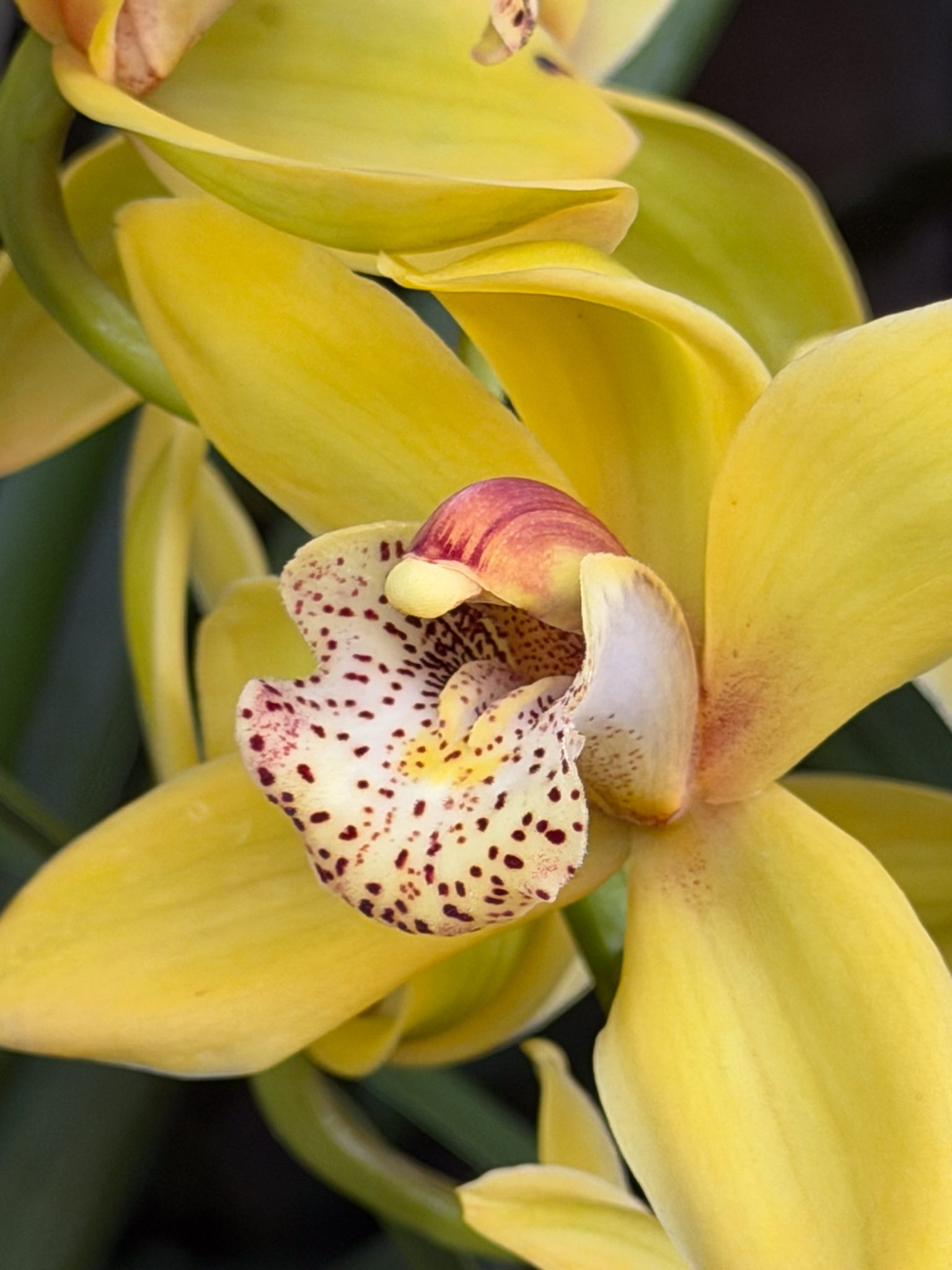 Photo 270 from 2026 Orchid Show