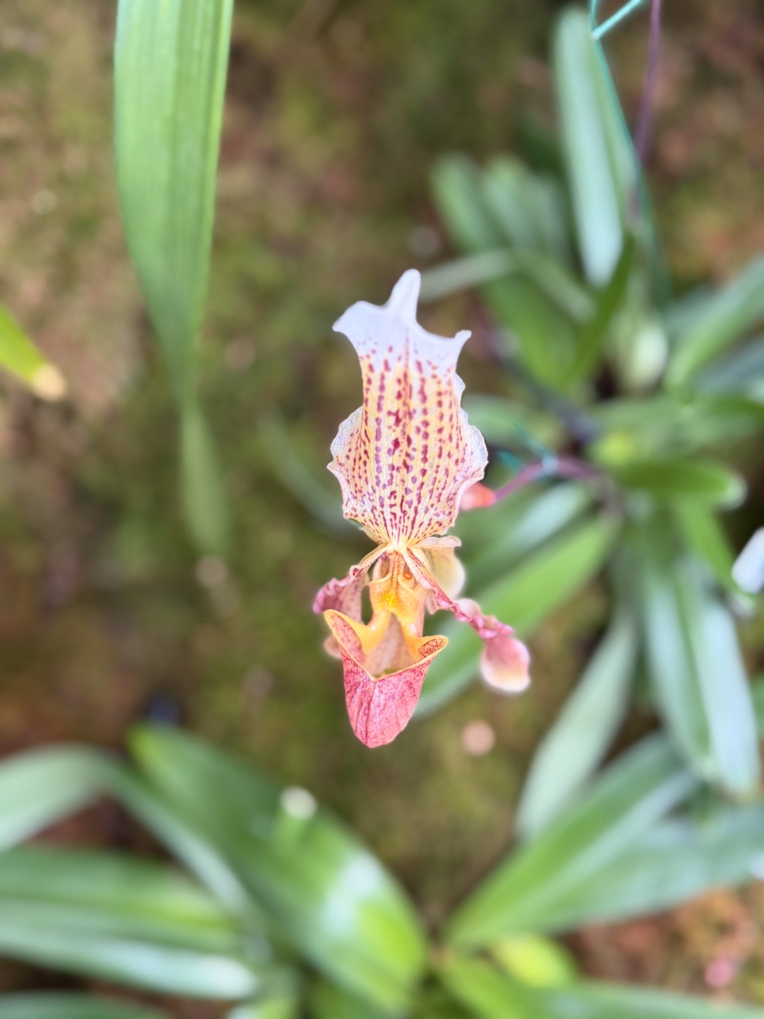 Photo 271 from 2026 Orchid Show