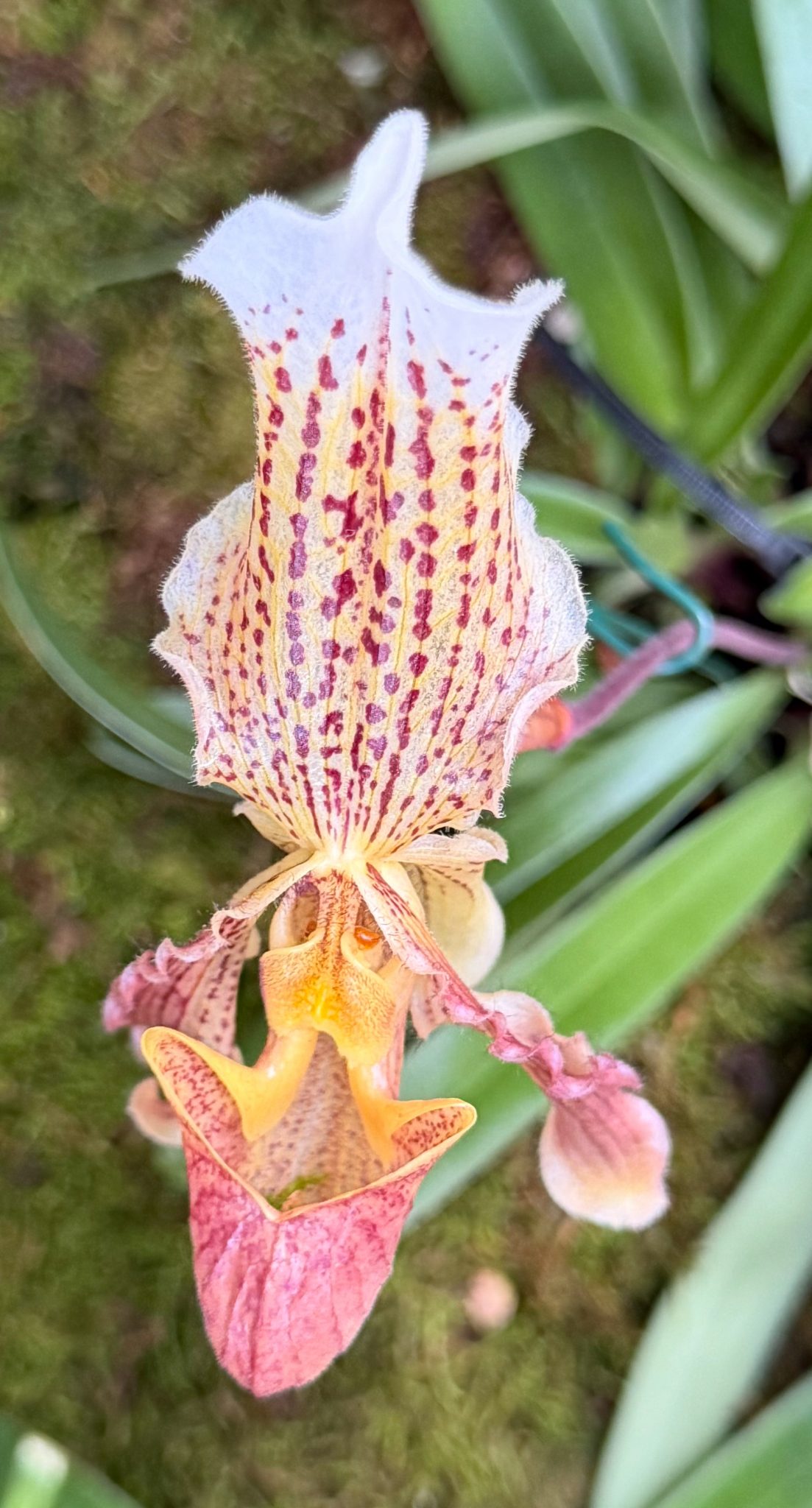 Photo 272 from 2026 Orchid Show
