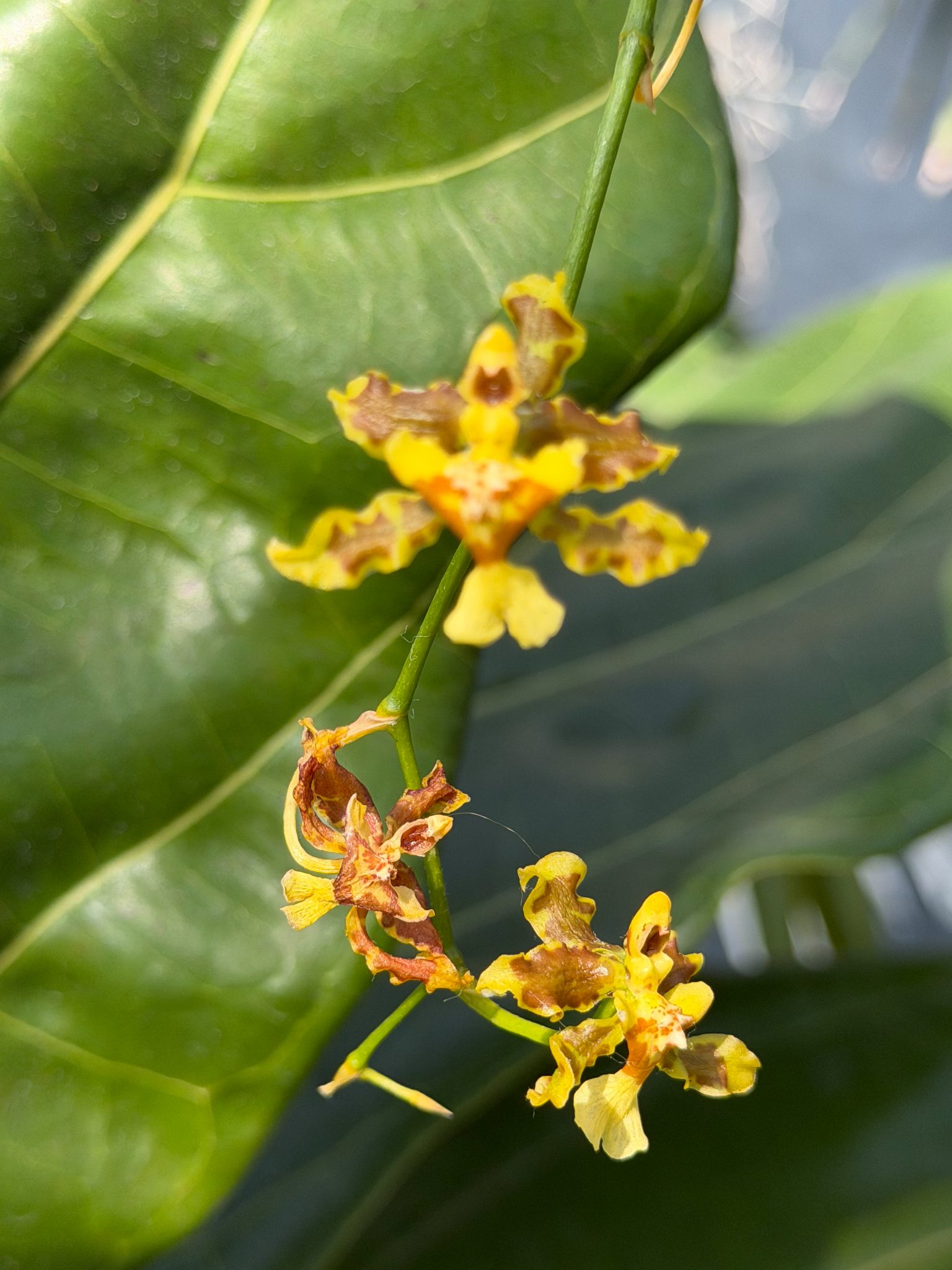 Photo 28 from 2026 Orchid Show