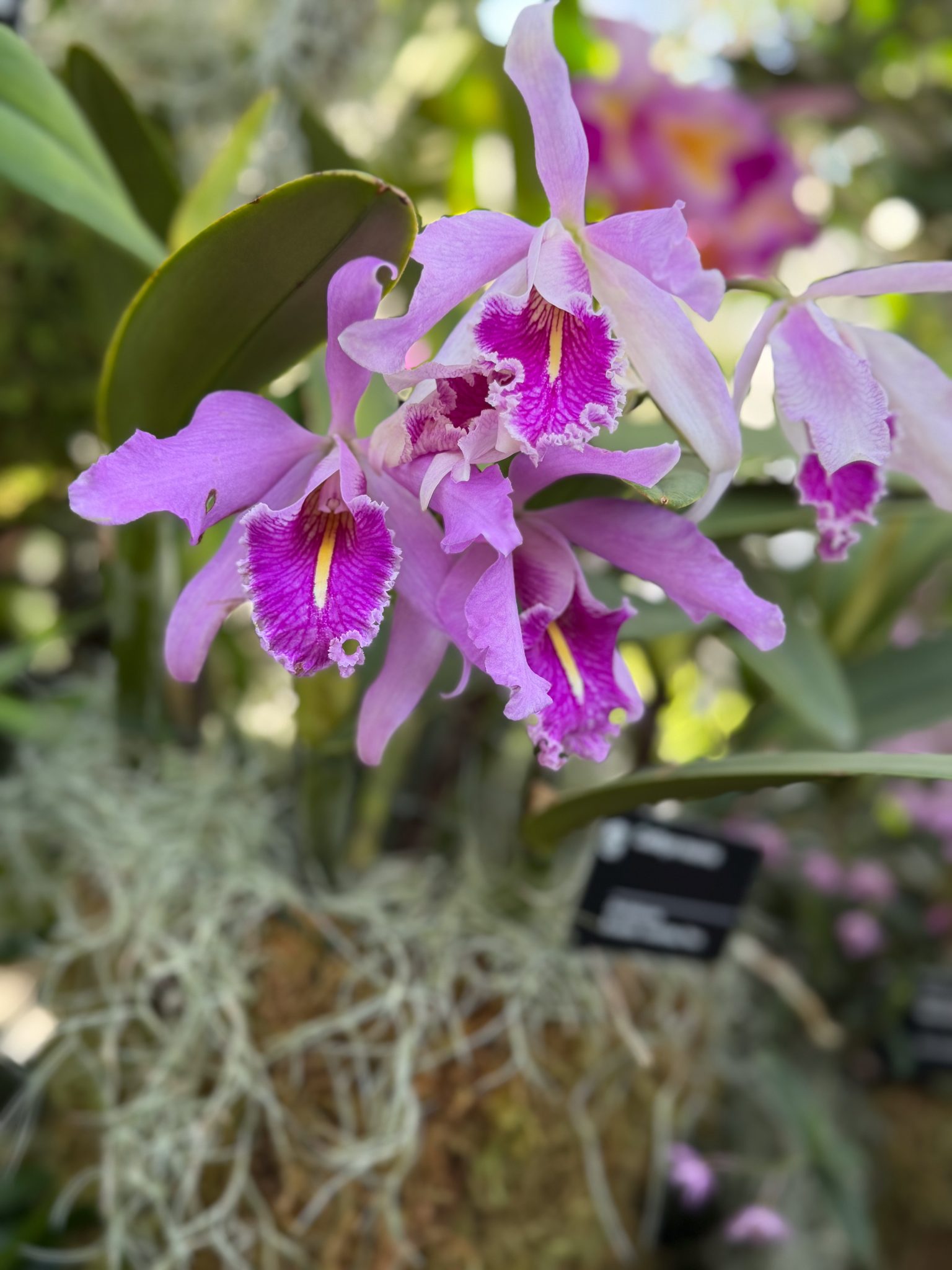 Photo 282 from 2026 Orchid Show