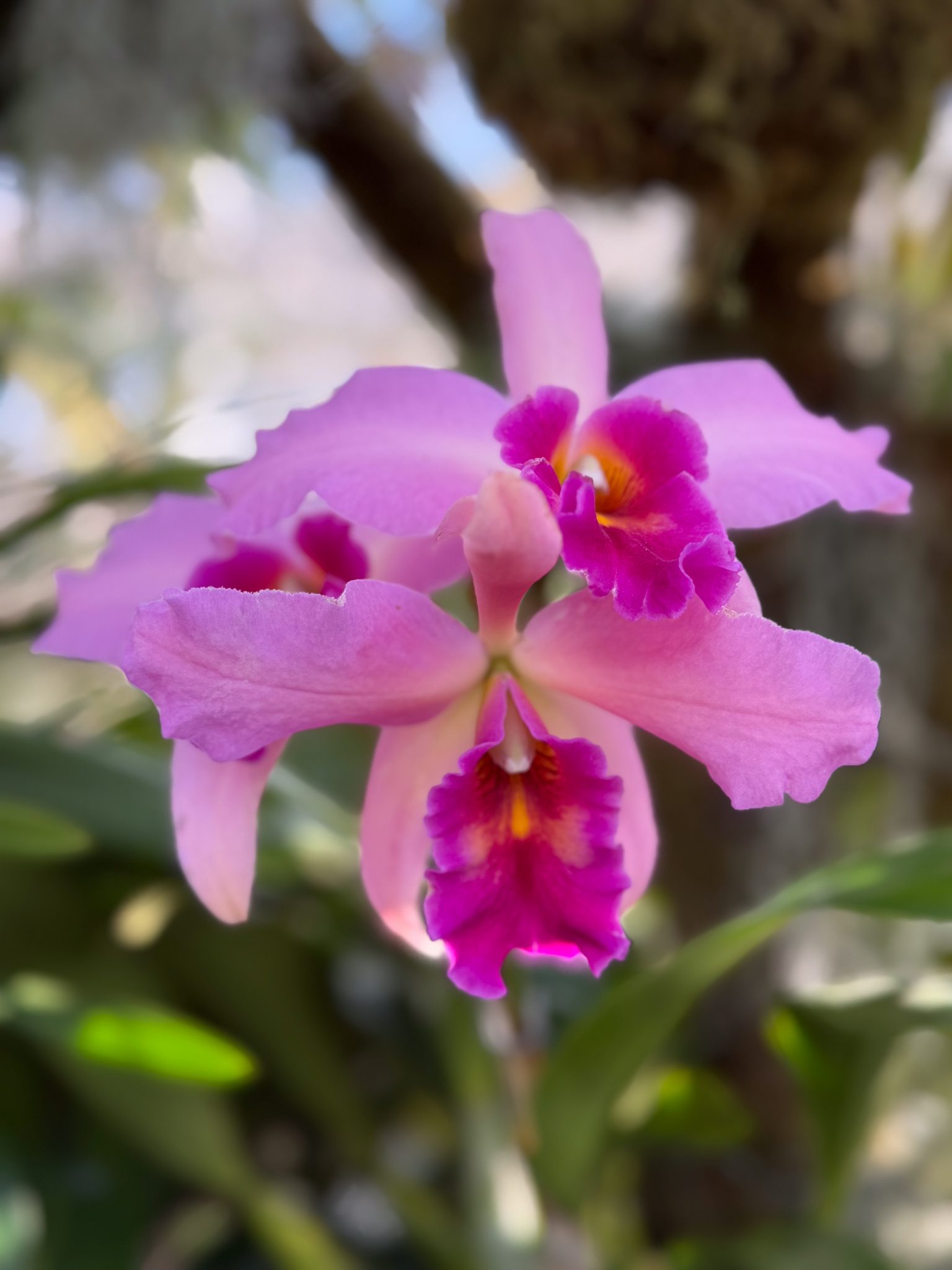 Photo 283 from 2026 Orchid Show