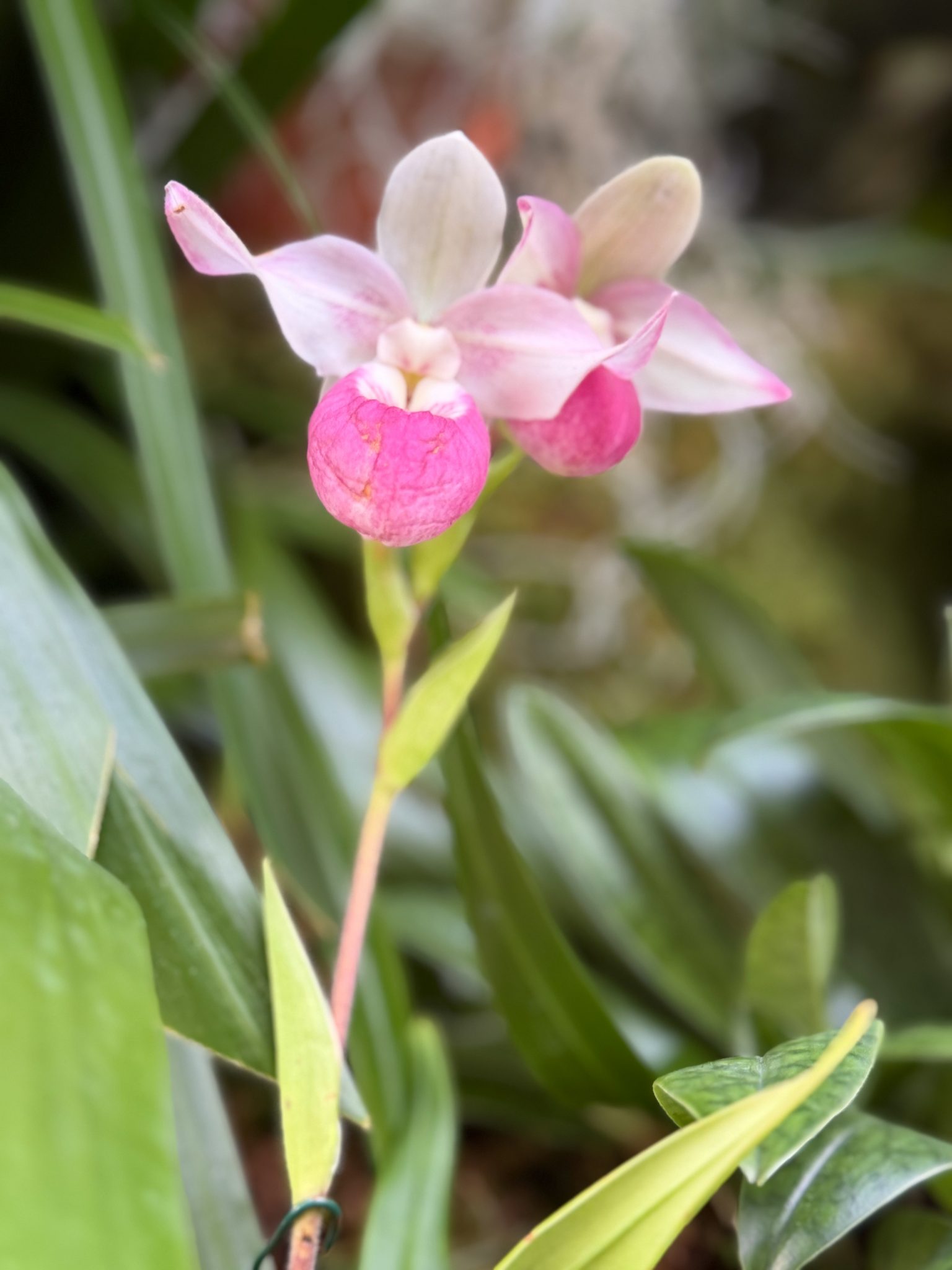 Photo 286 from 2026 Orchid Show