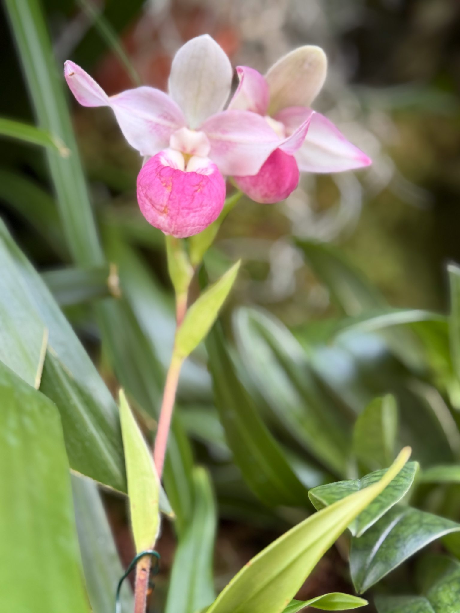 Photo 287 from 2026 Orchid Show