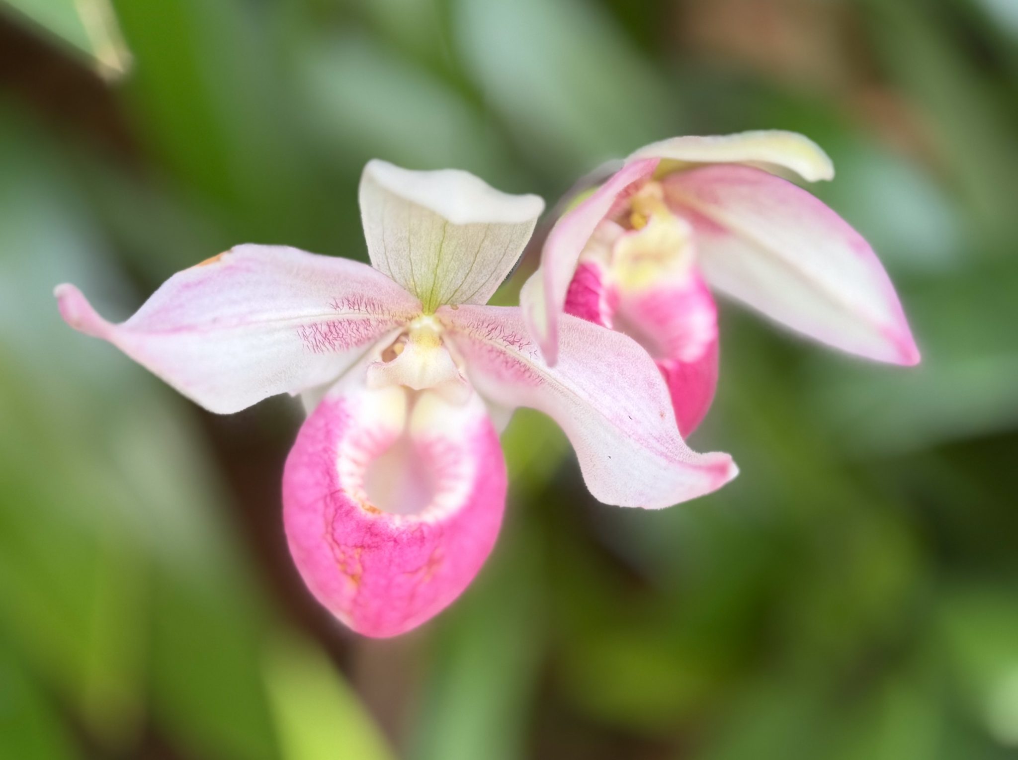 Photo 288 from 2026 Orchid Show