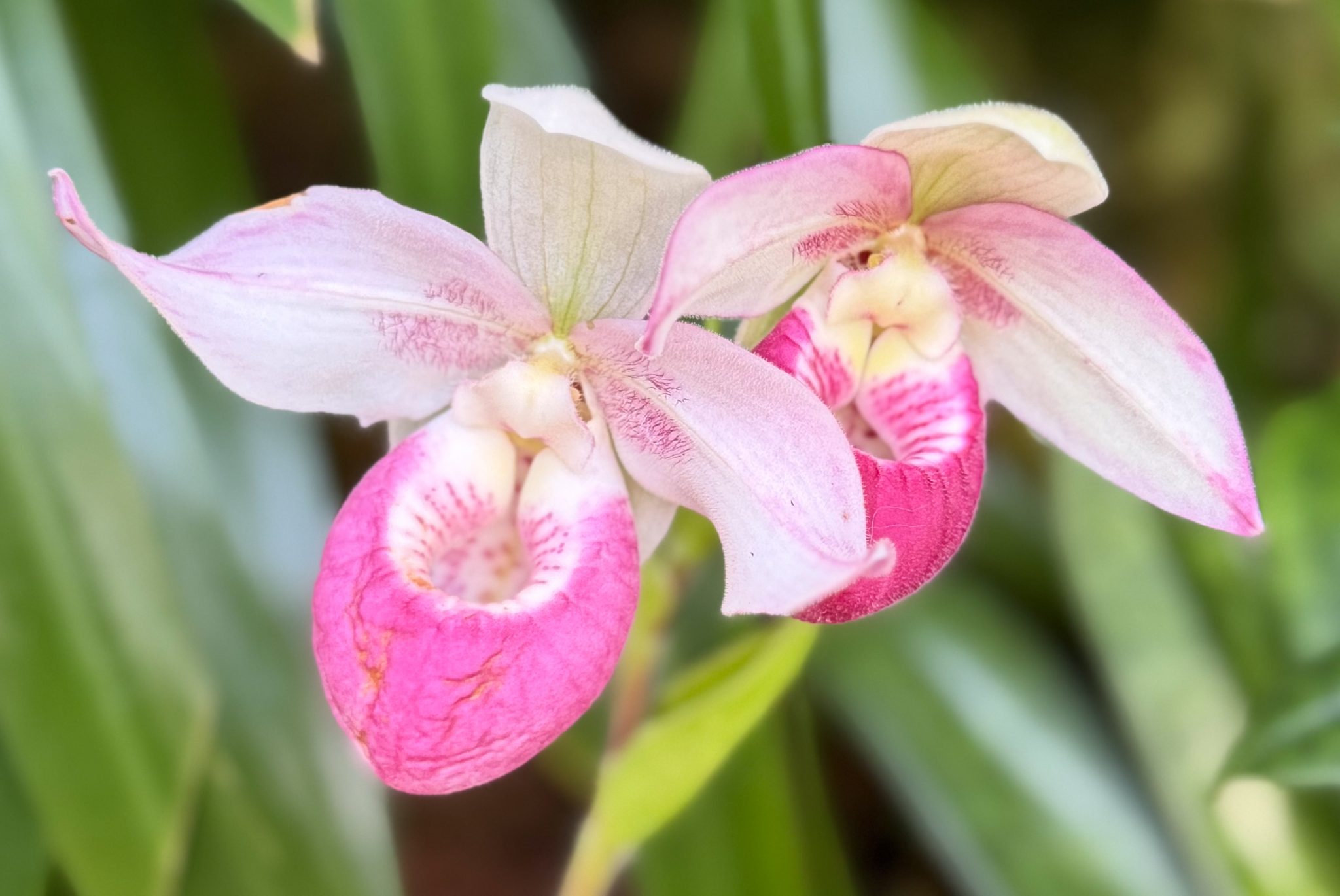 Photo 290 from 2026 Orchid Show