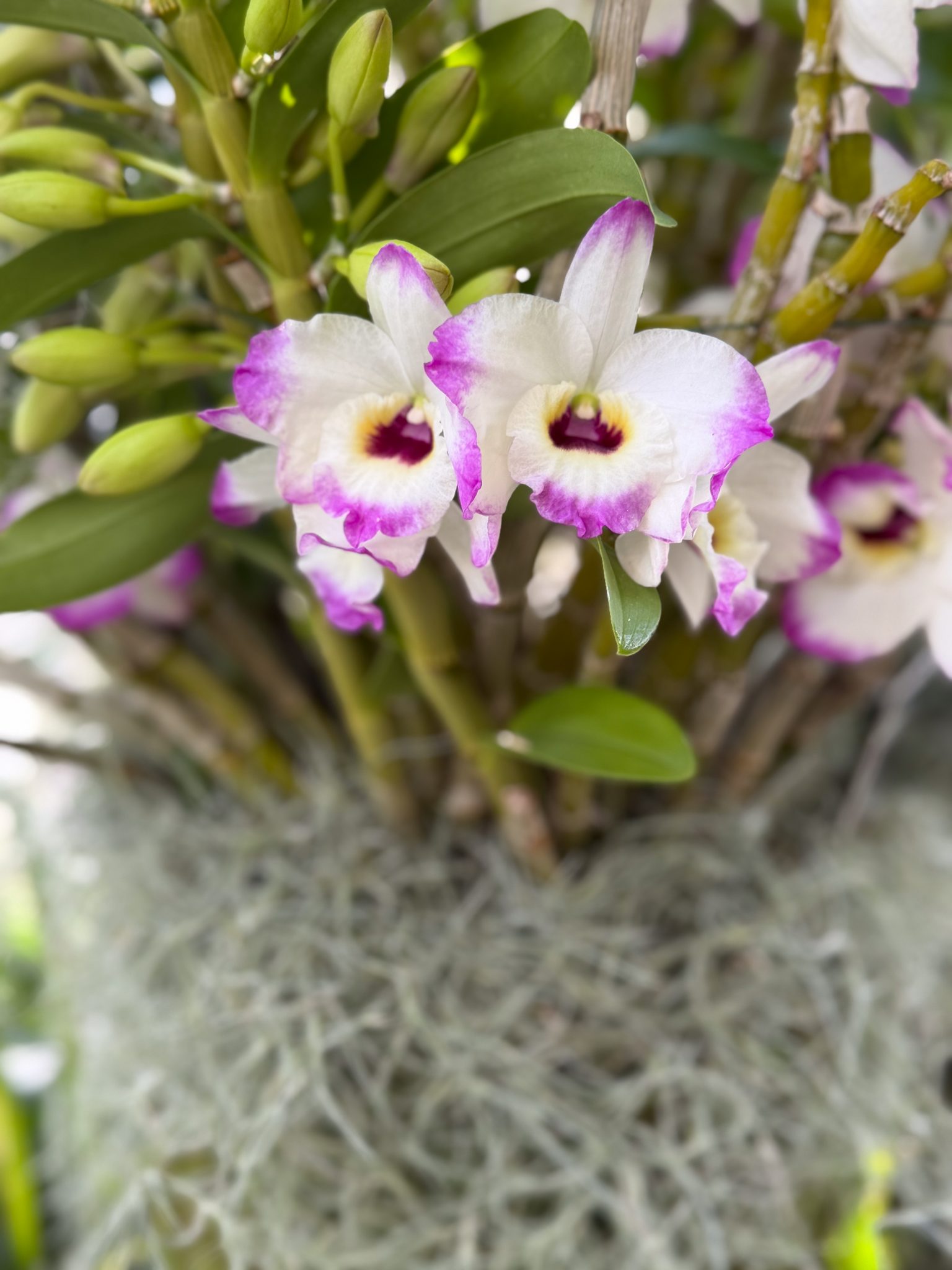 Photo 297 from 2026 Orchid Show