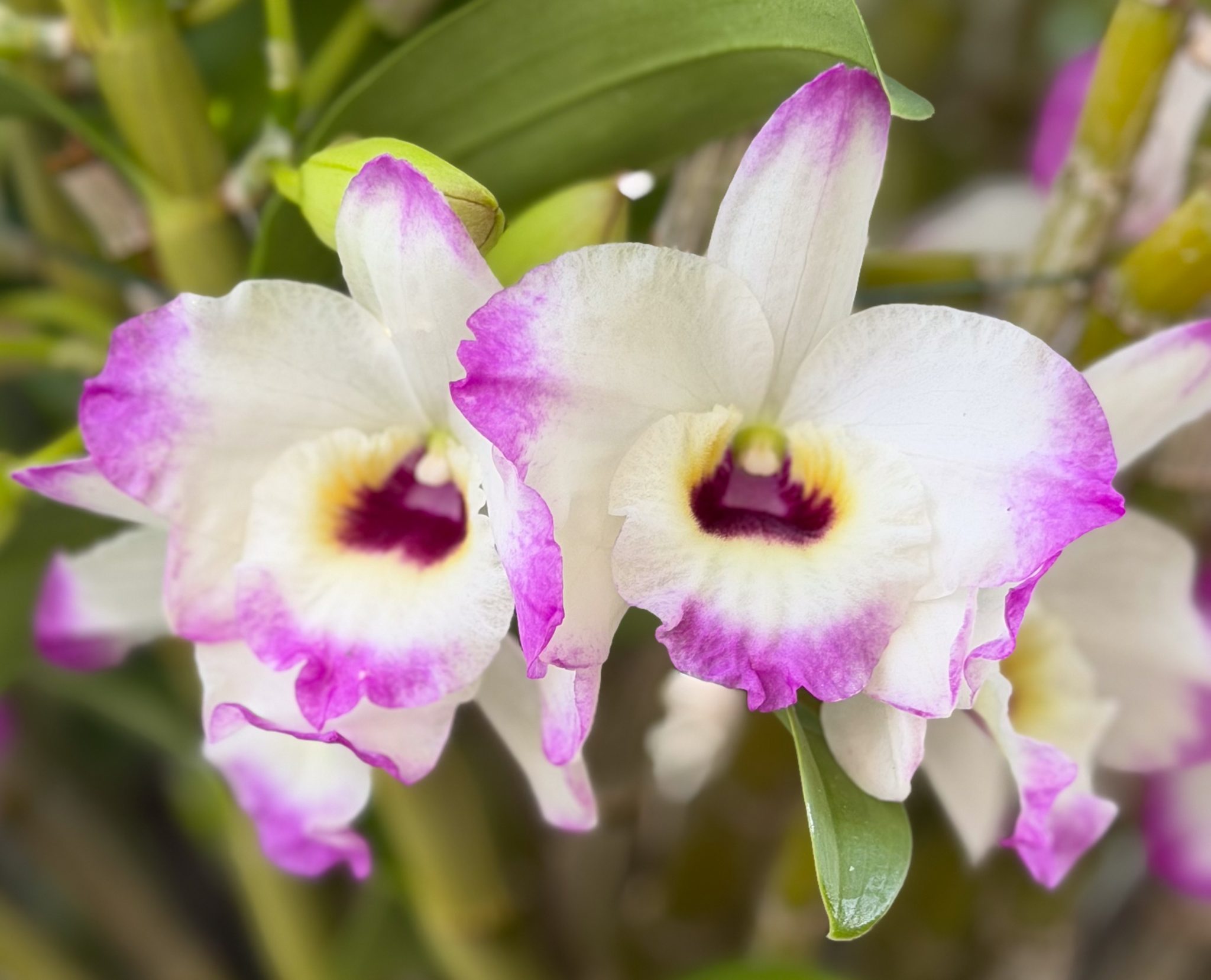 Photo 298 from 2026 Orchid Show