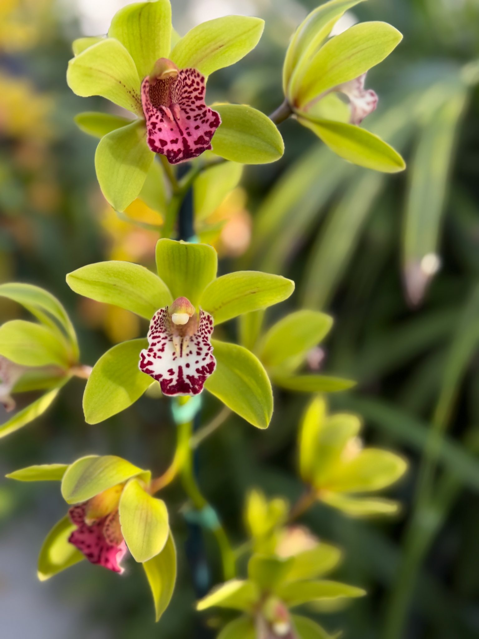 Photo 303 from 2026 Orchid Show