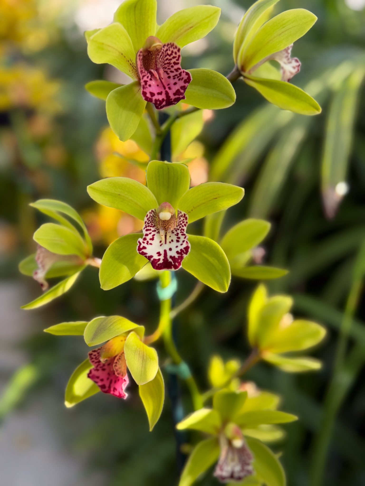 Photo 307 from 2026 Orchid Show
