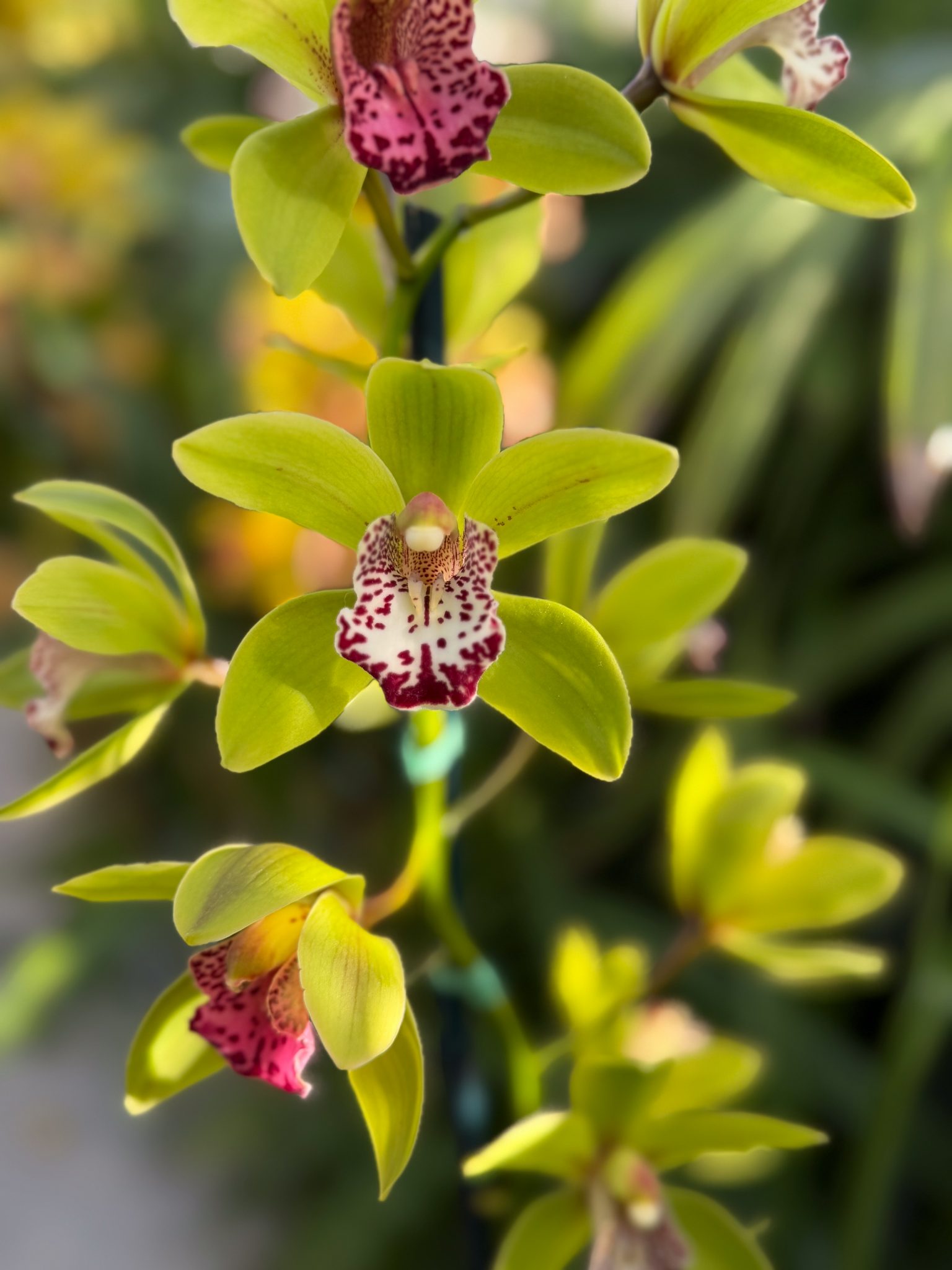 Photo 308 from 2026 Orchid Show