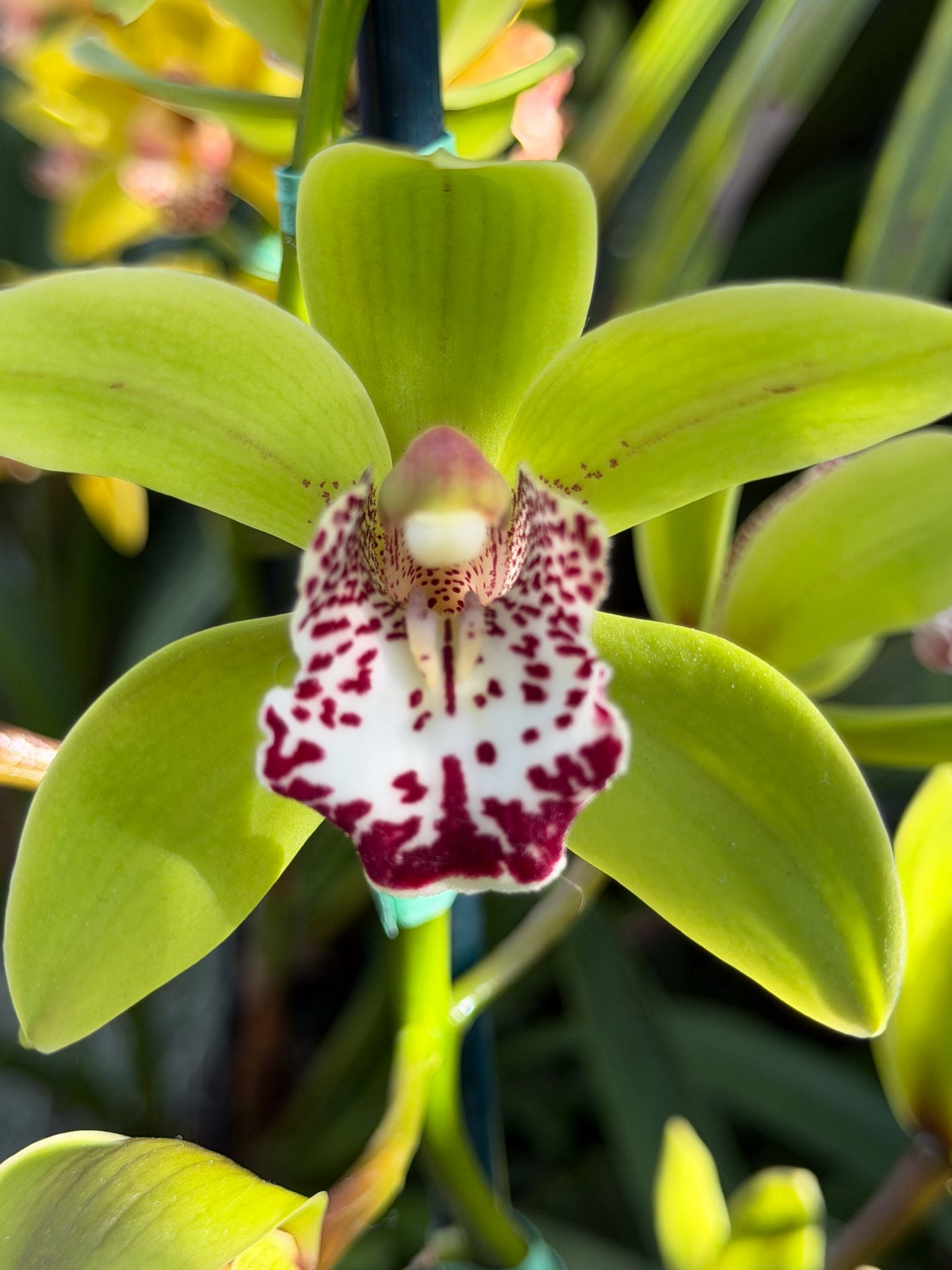 Photo 309 from 2026 Orchid Show