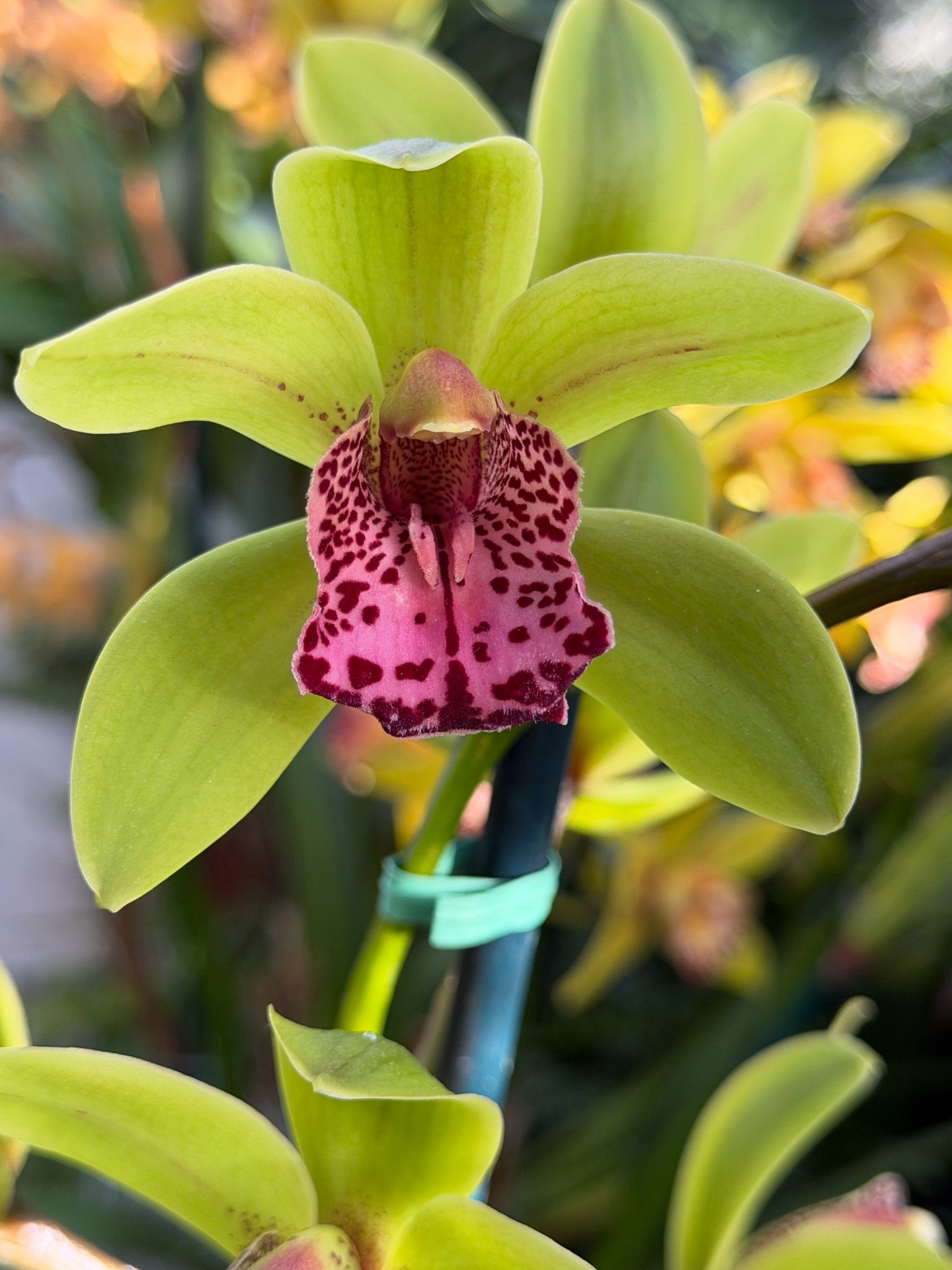 Photo 311 from 2026 Orchid Show