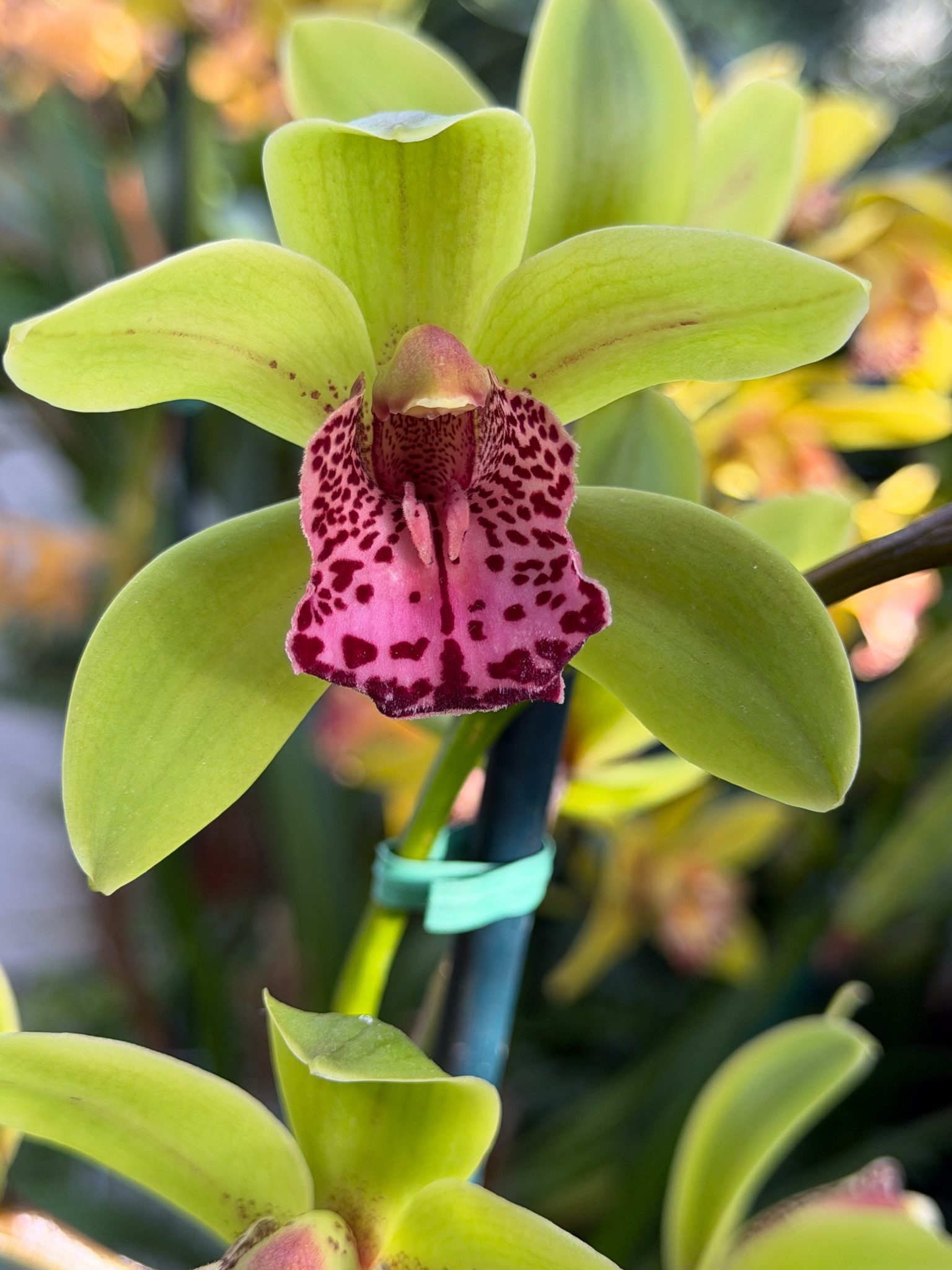 Photo 312 from 2026 Orchid Show