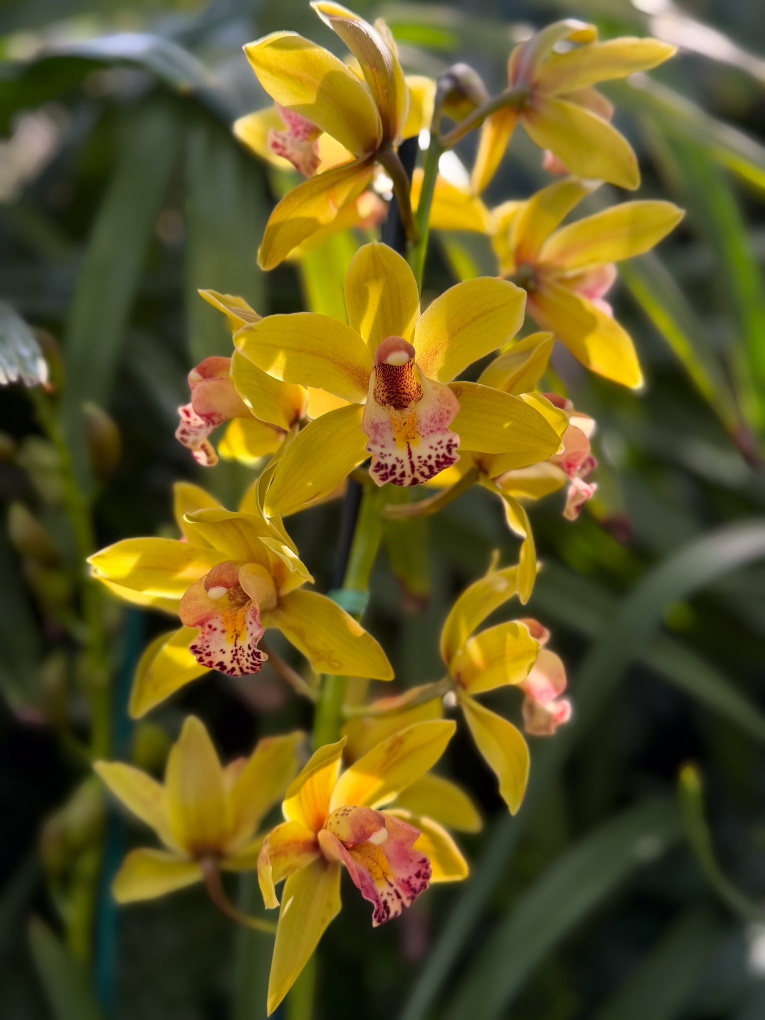 Photo 314 from 2026 Orchid Show