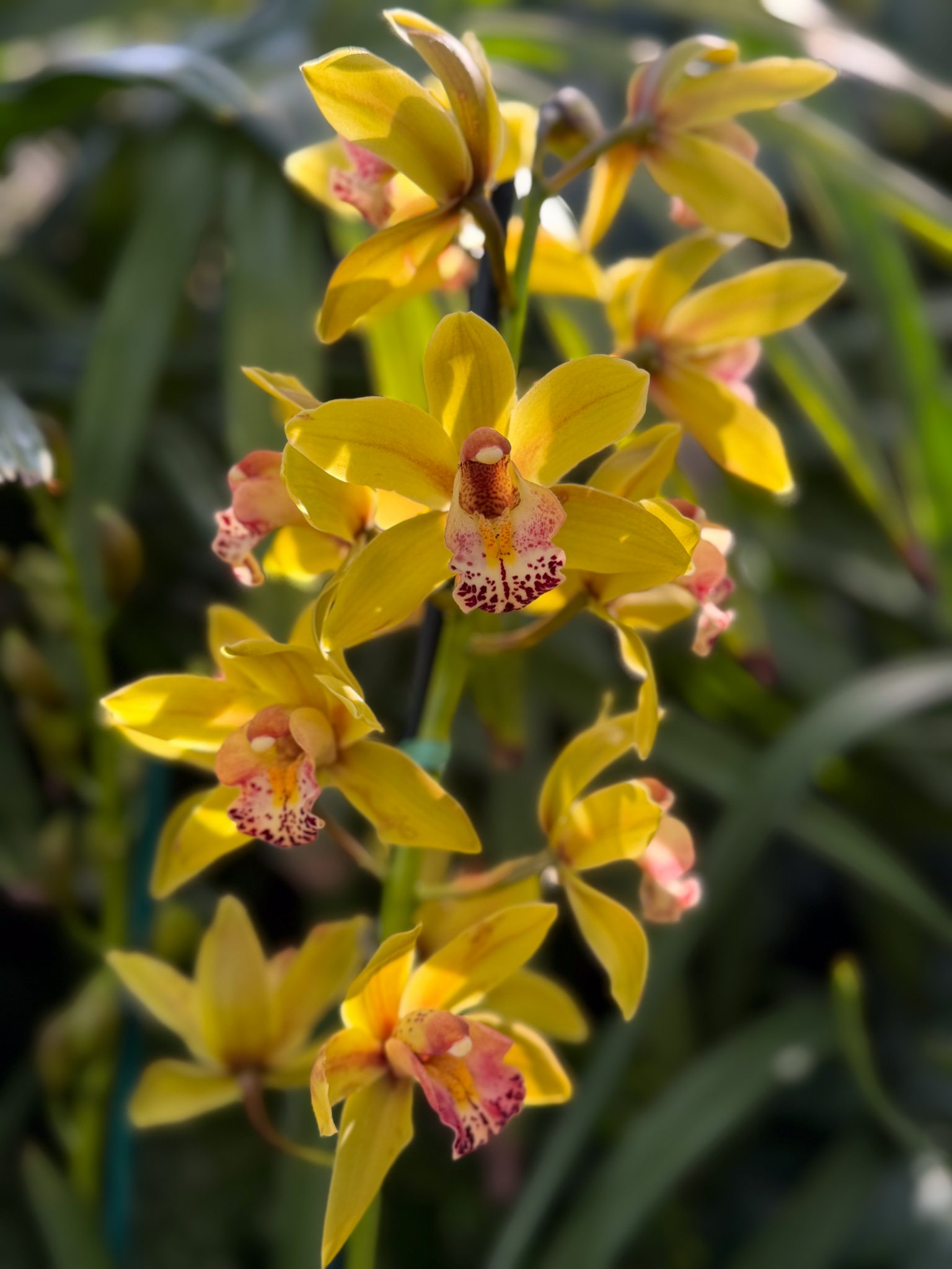 Photo 315 from 2026 Orchid Show