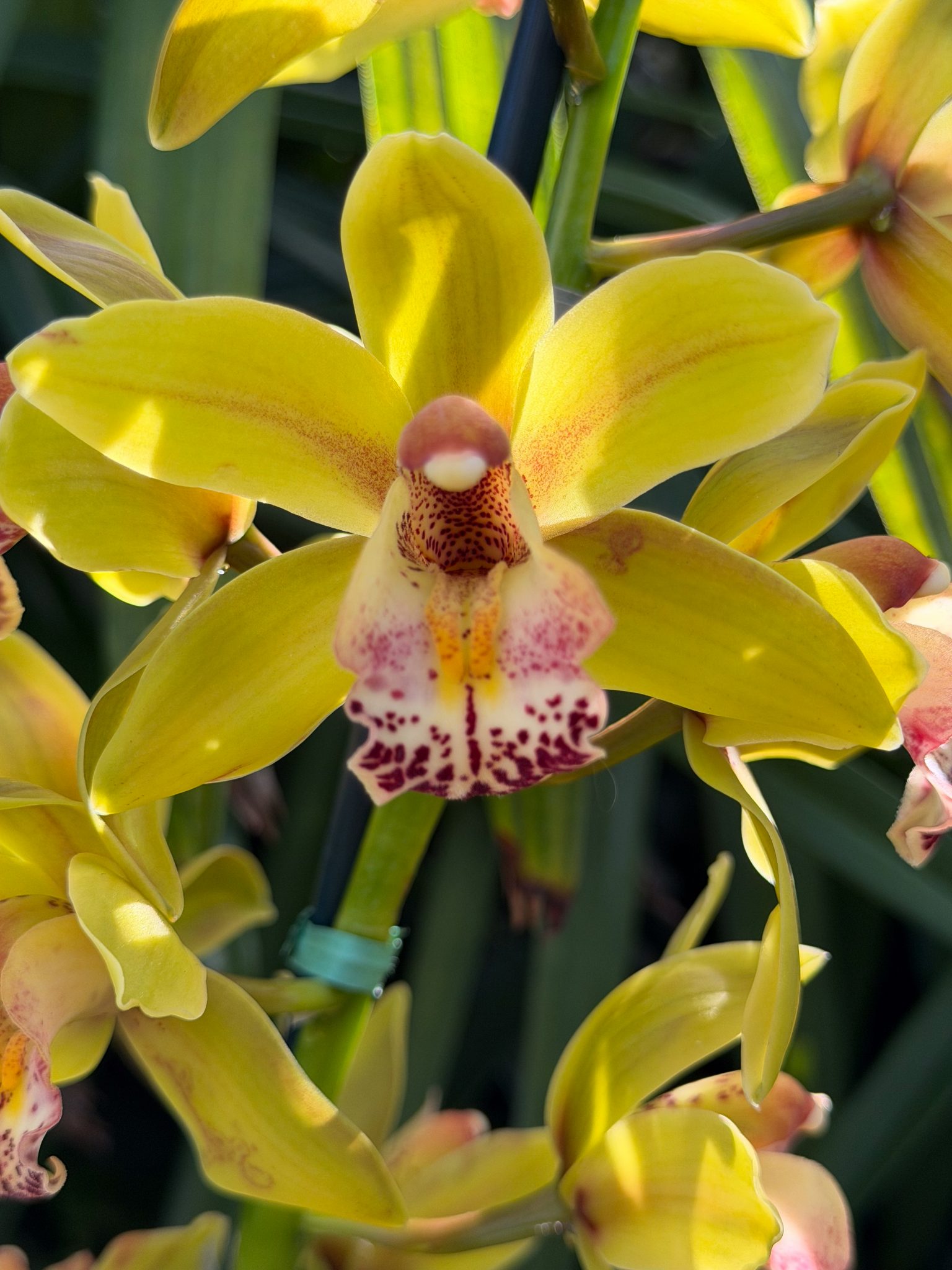 Photo 317 from 2026 Orchid Show