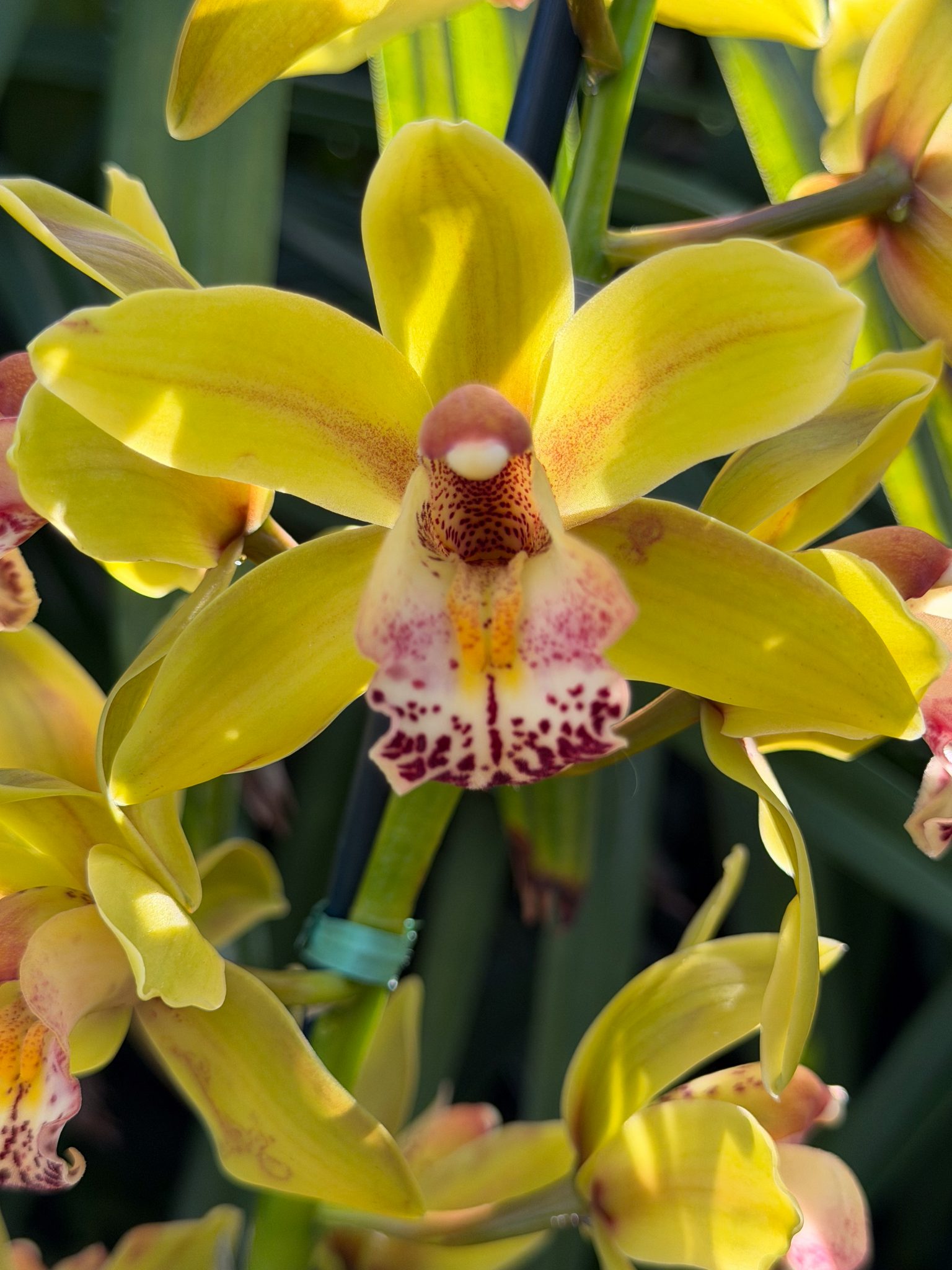 Photo 318 from 2026 Orchid Show