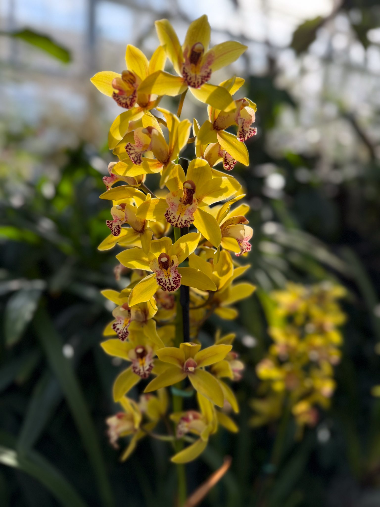 Photo 319 from 2026 Orchid Show
