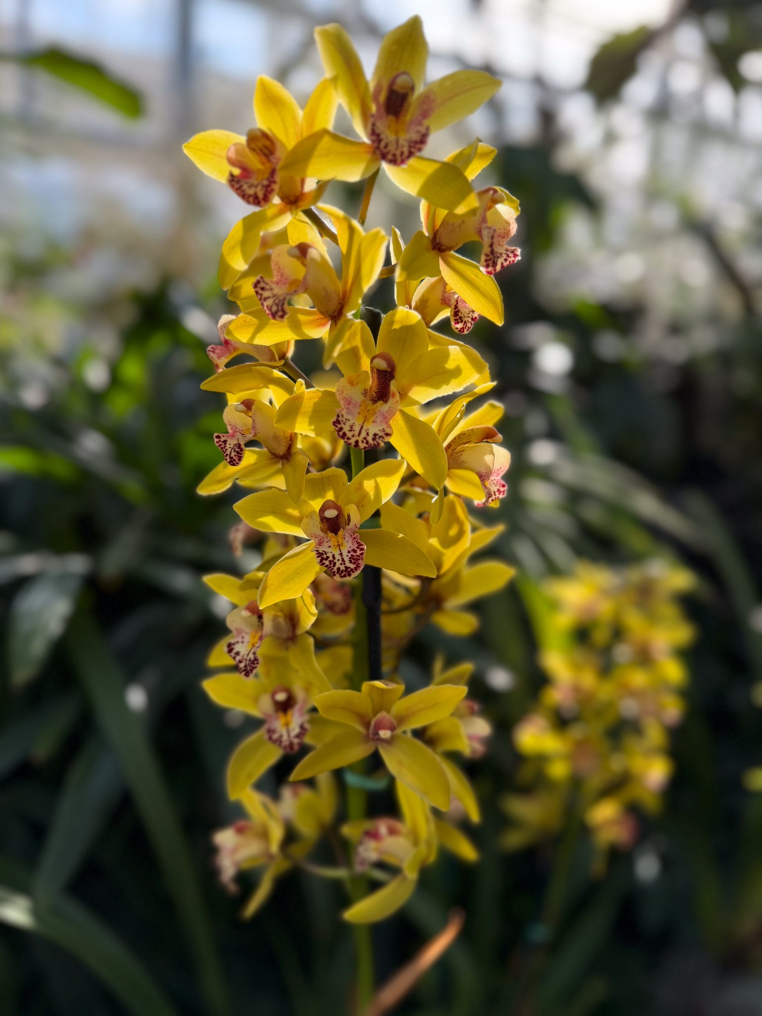 Photo 320 from 2026 Orchid Show