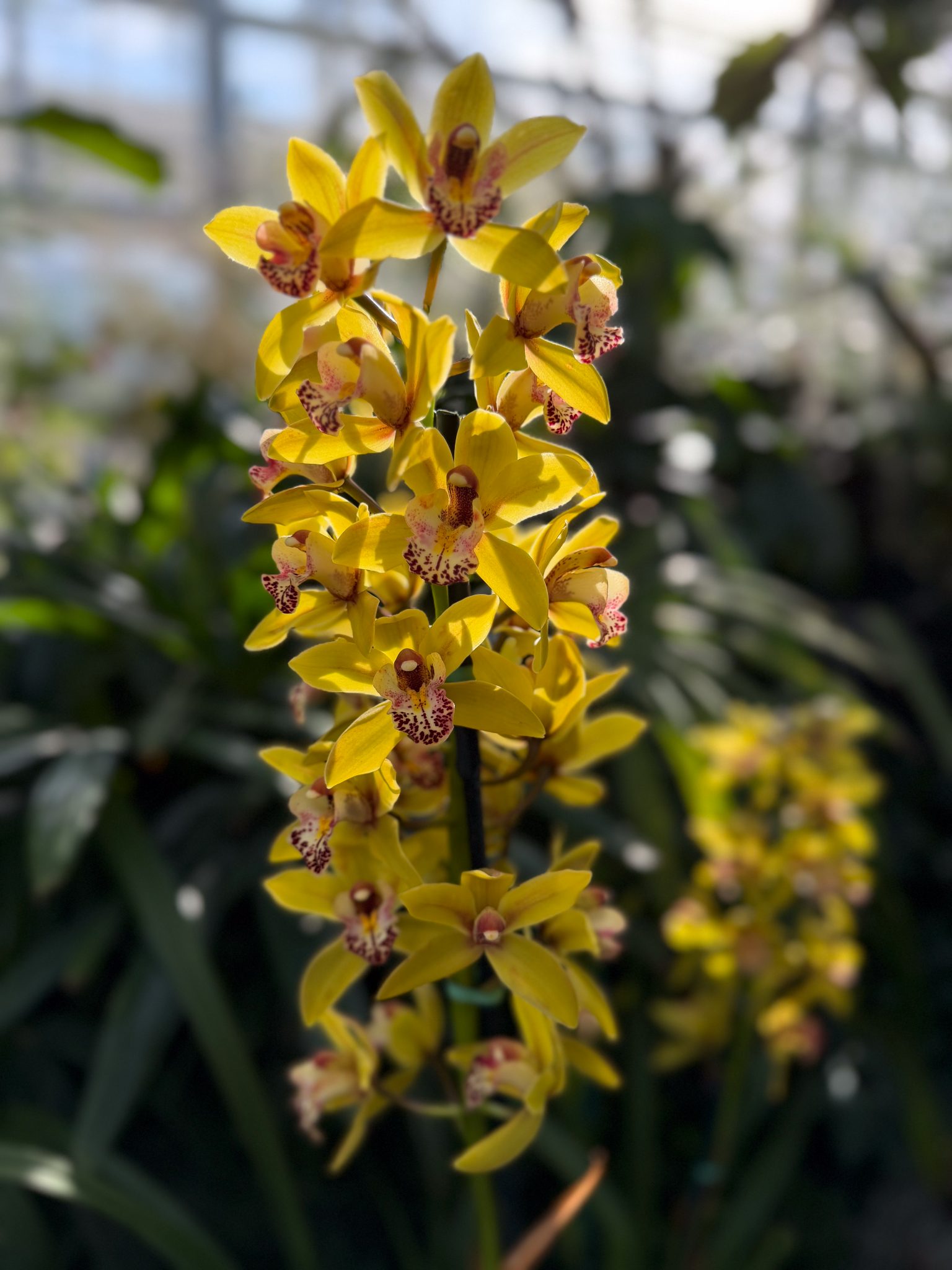 Photo 321 from 2026 Orchid Show
