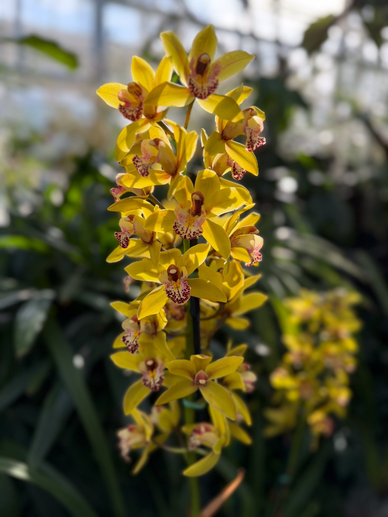 Photo 322 from 2026 Orchid Show