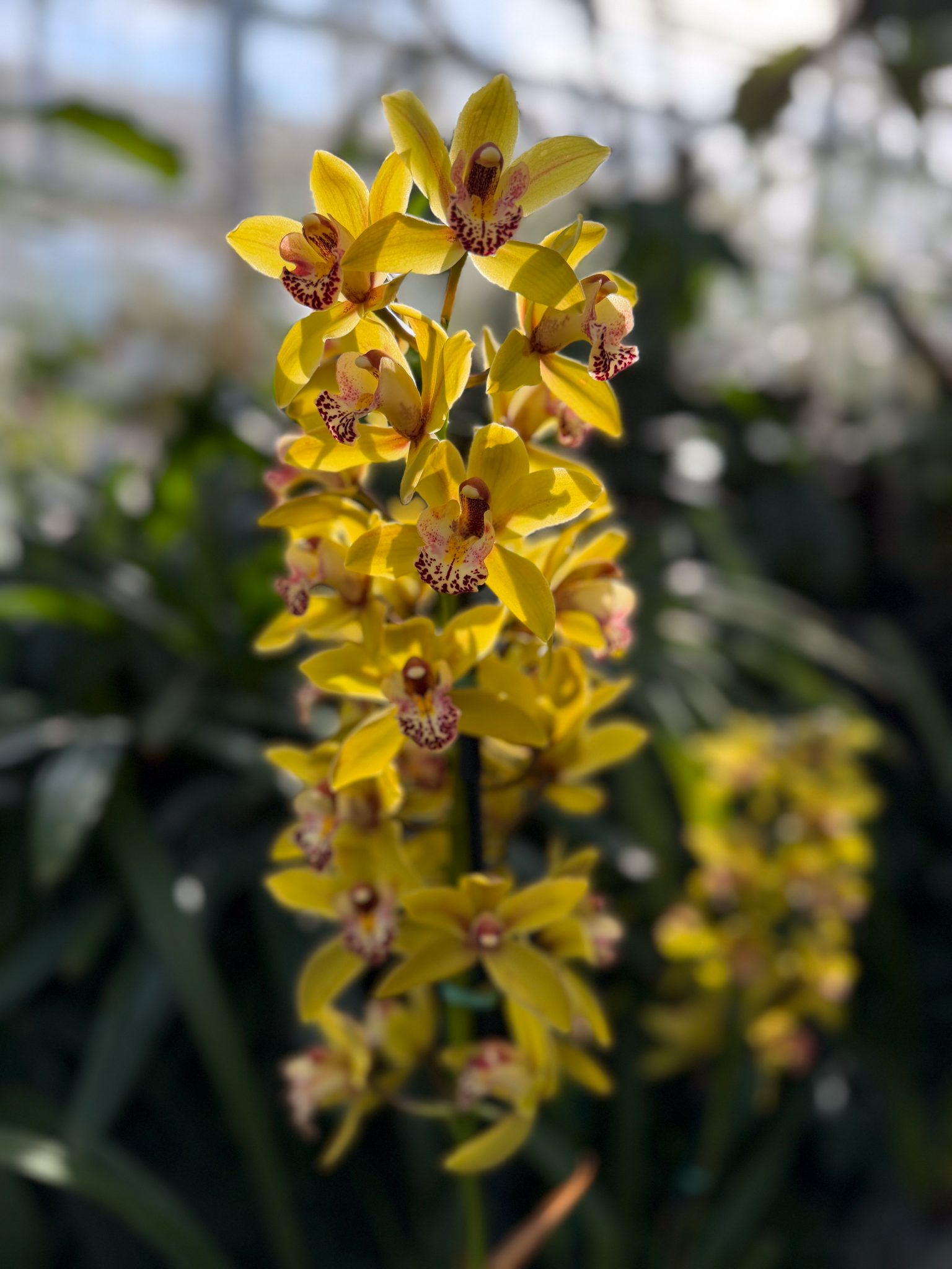 Photo 323 from 2026 Orchid Show