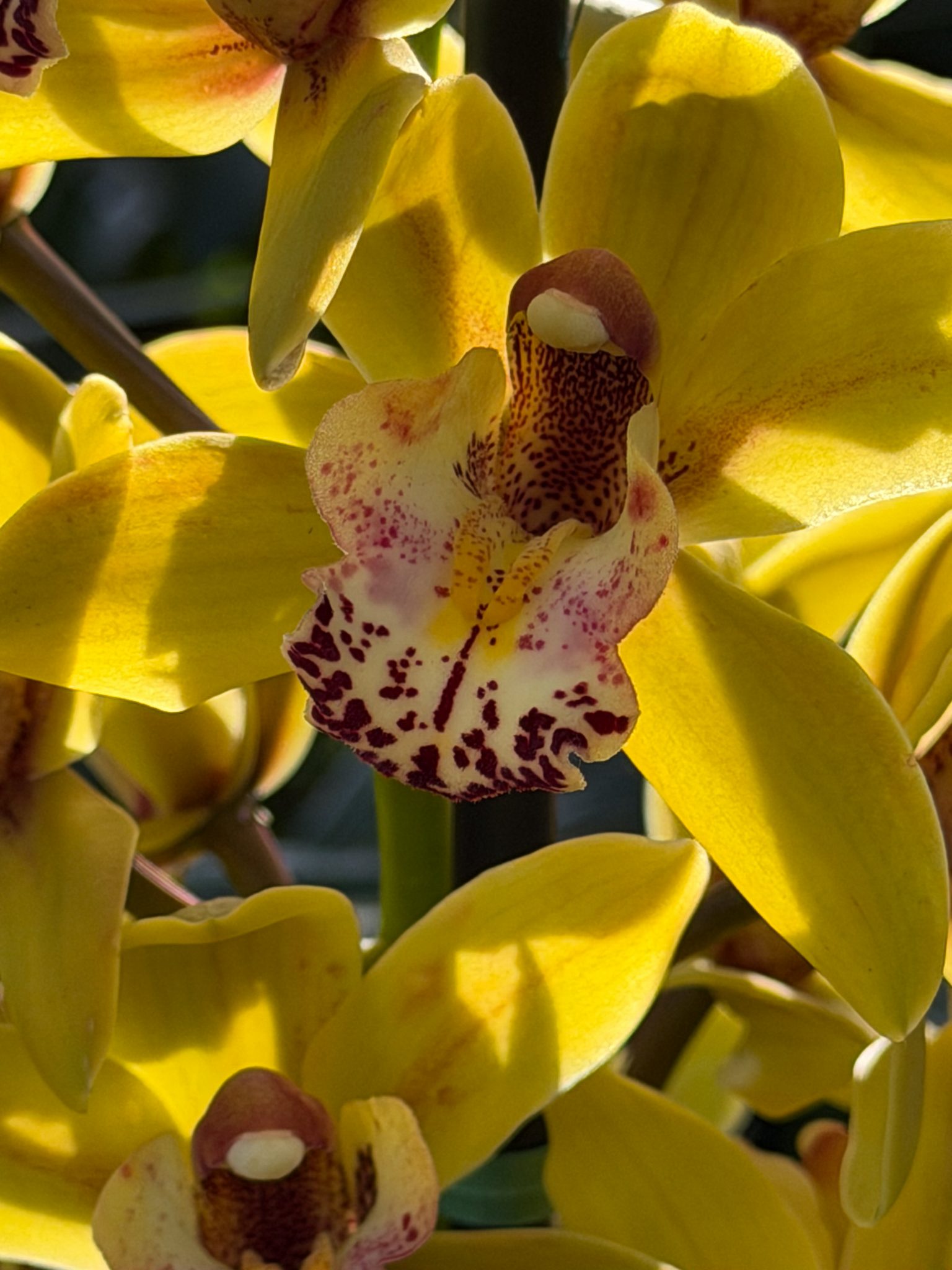 Photo 324 from 2026 Orchid Show