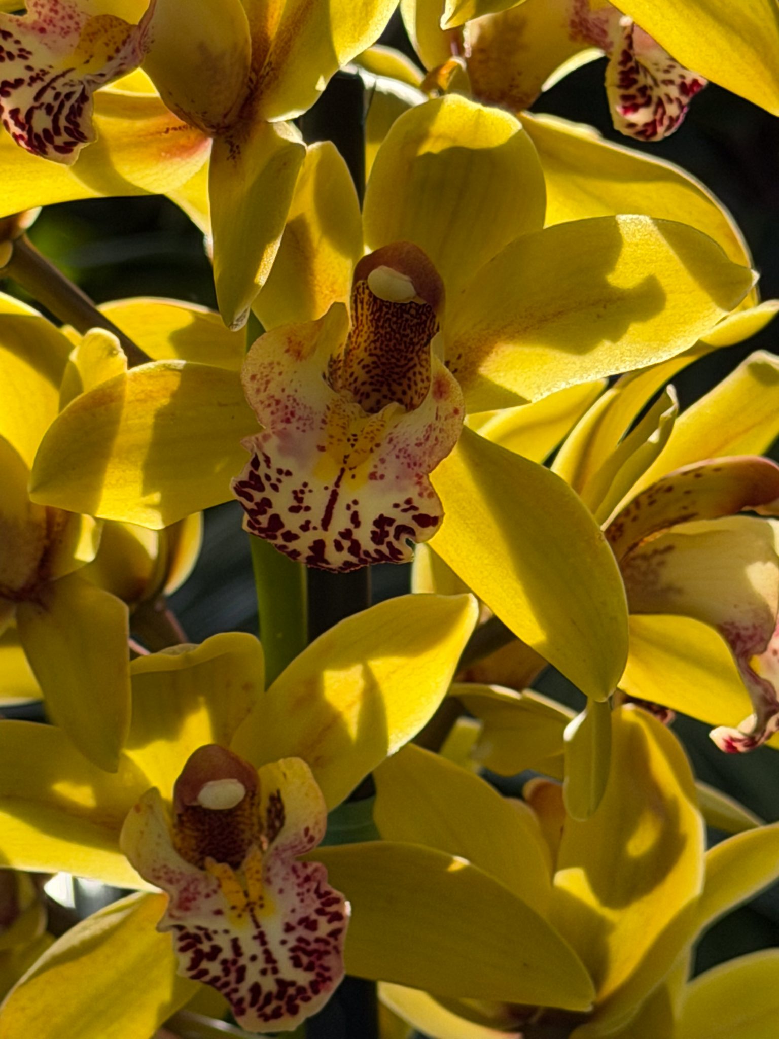 Photo 326 from 2026 Orchid Show