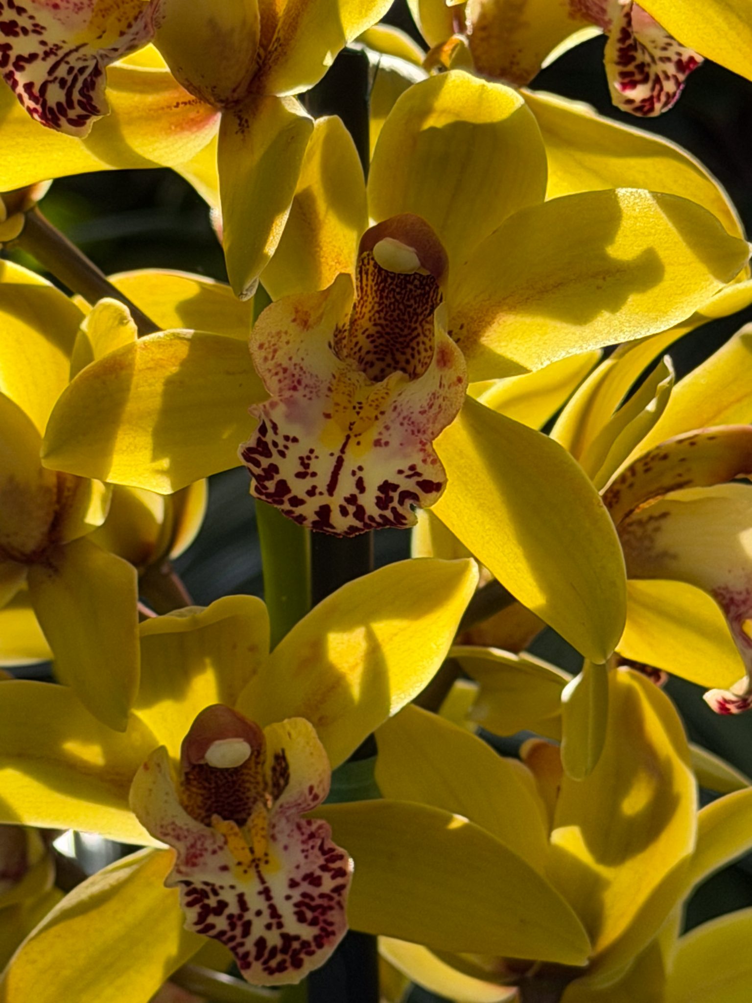 Photo 327 from 2026 Orchid Show