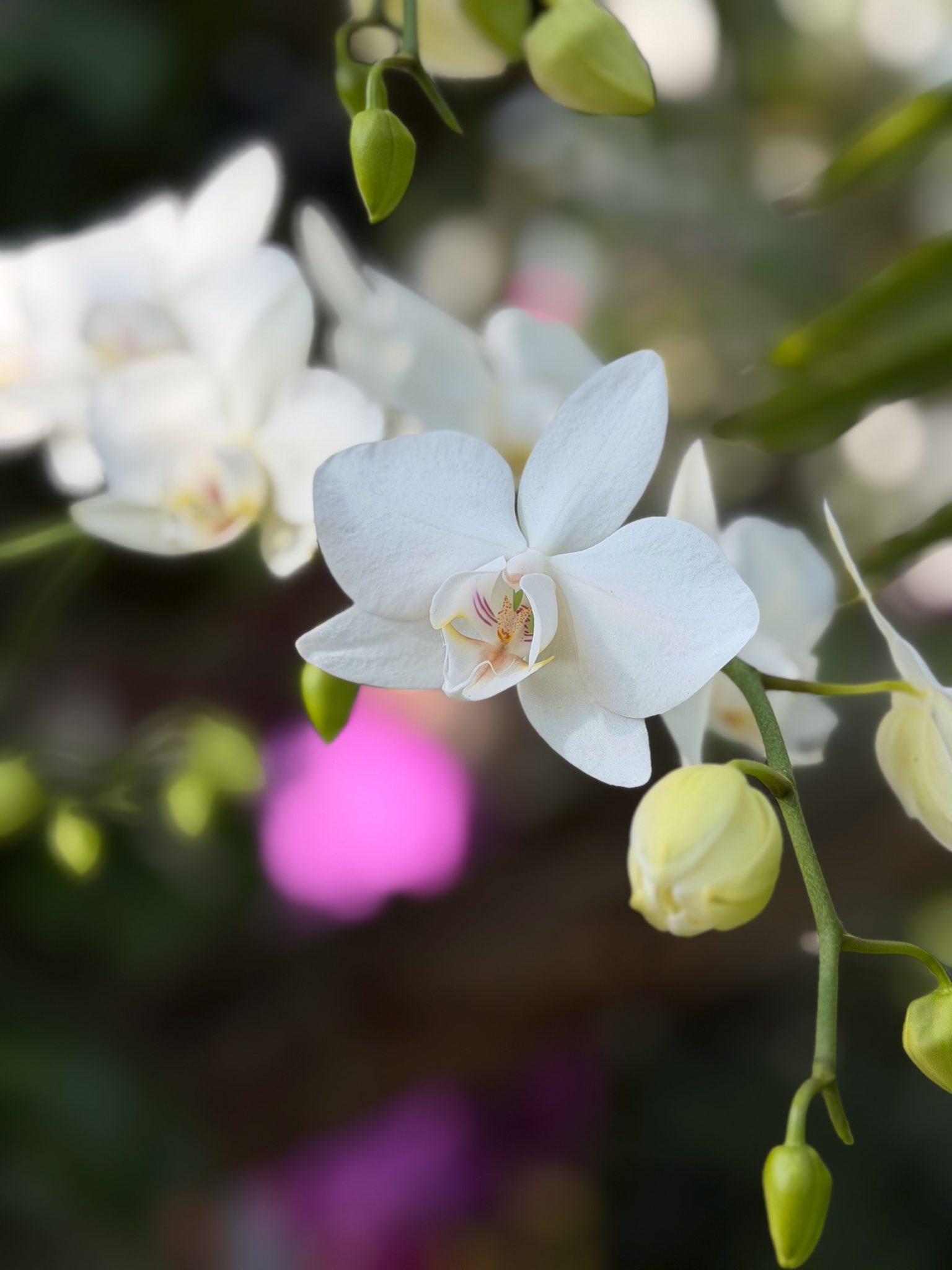 Photo 33 from 2026 Orchid Show