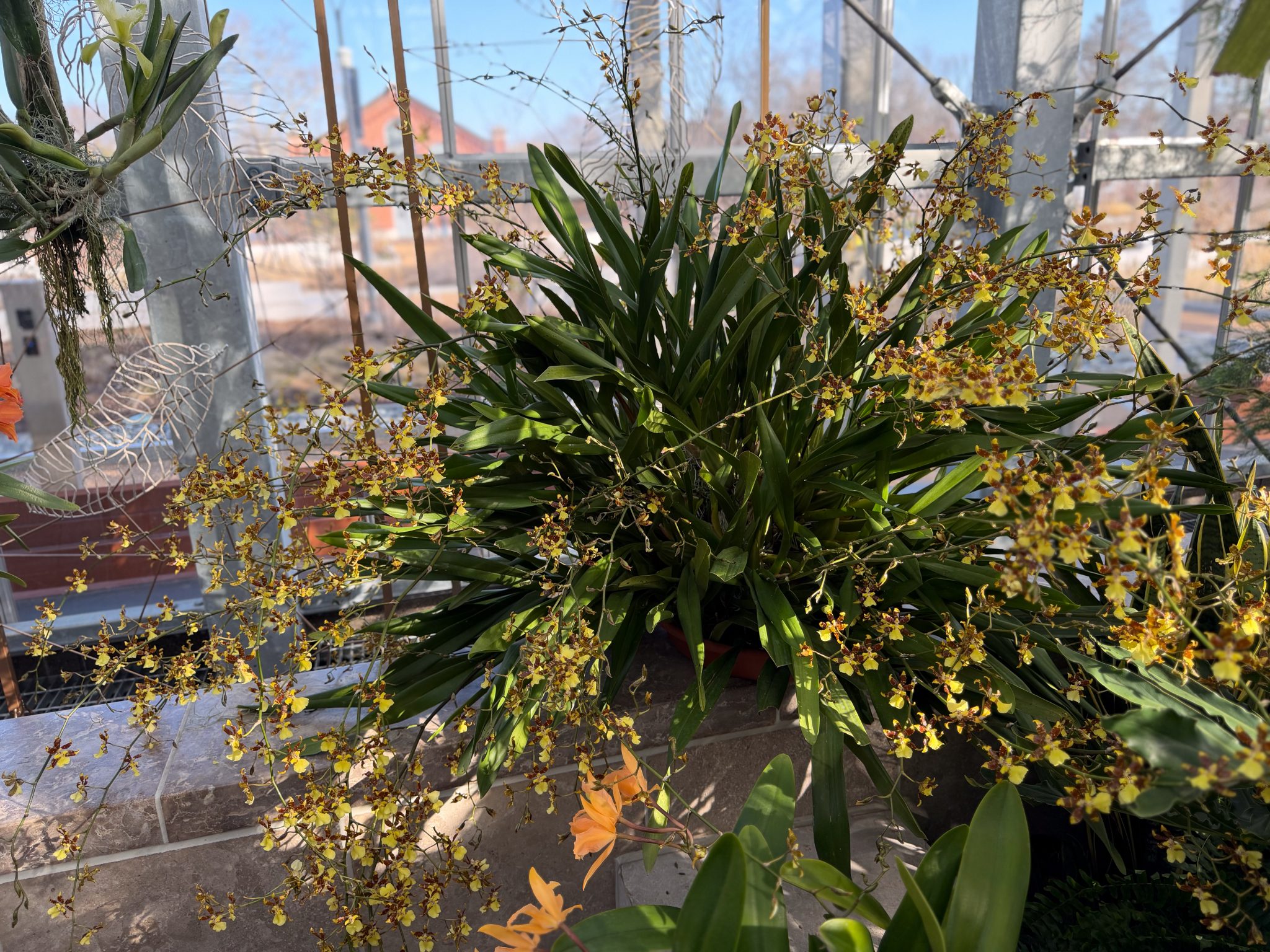 Photo 330 from 2026 Orchid Show