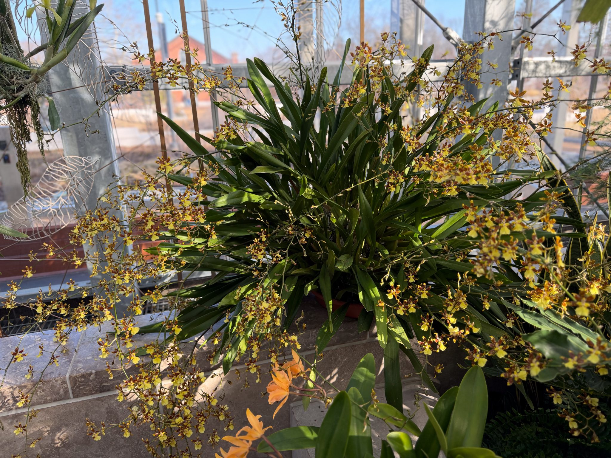 Photo 331 from 2026 Orchid Show