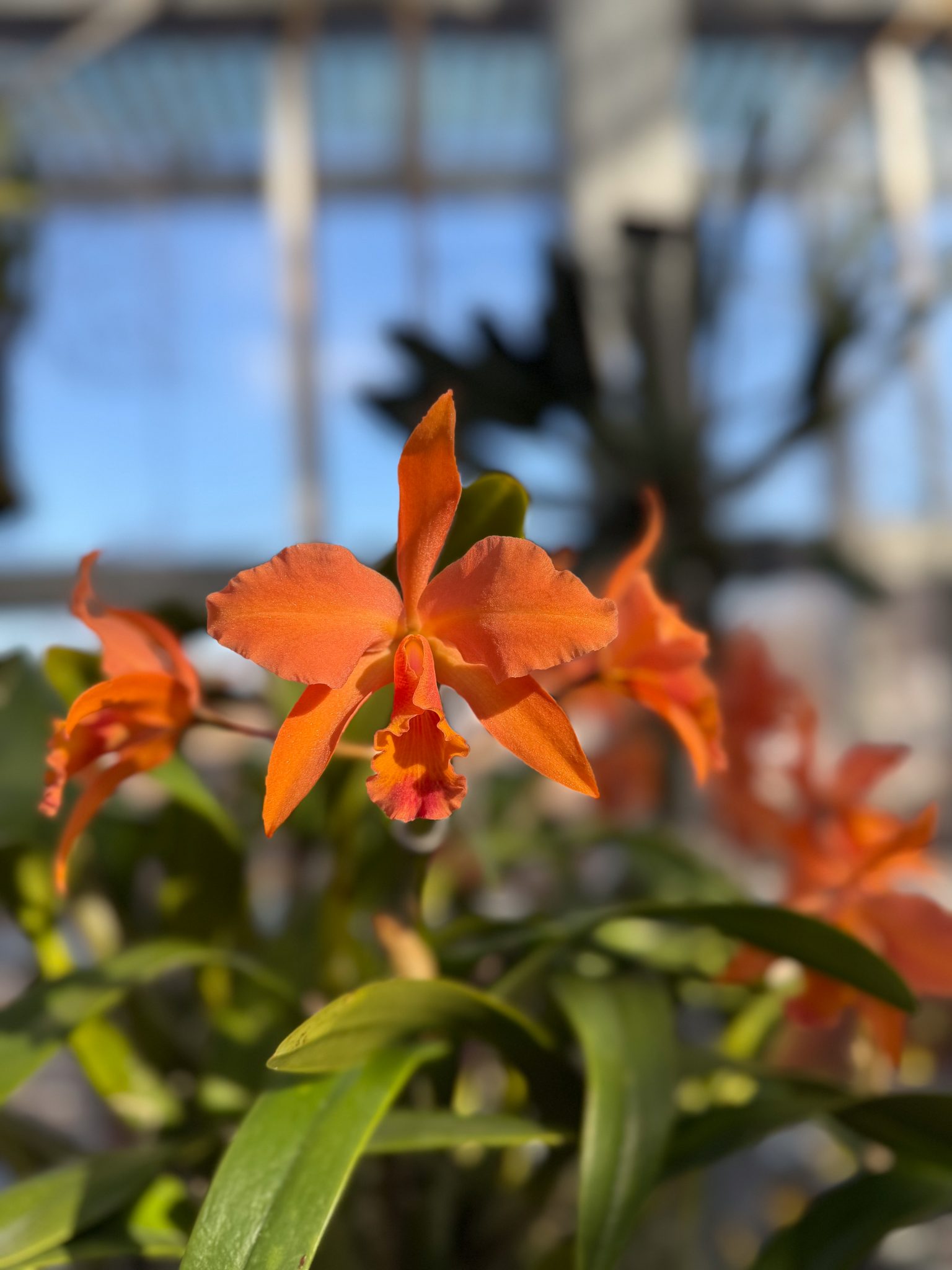 Photo 332 from 2026 Orchid Show