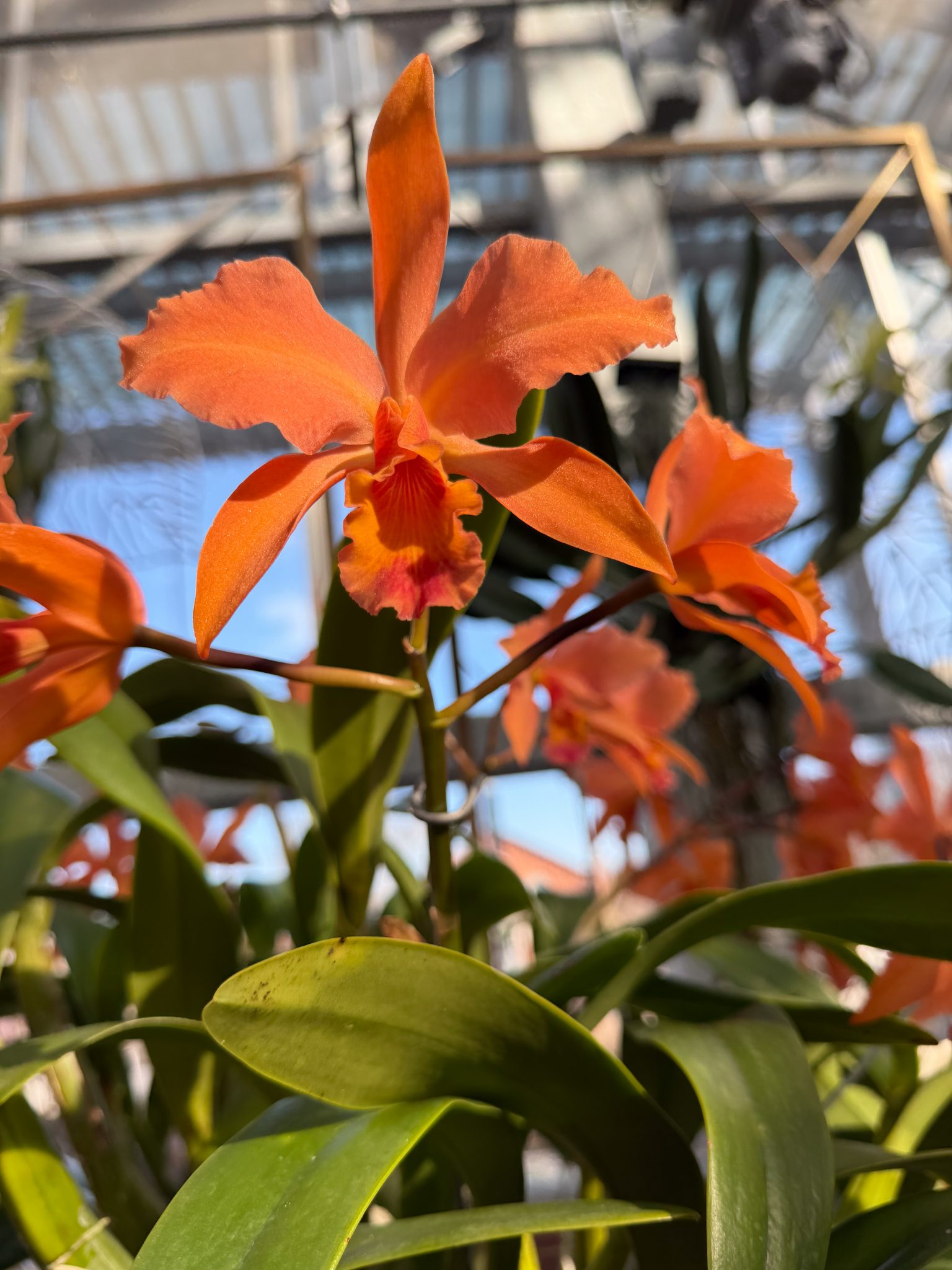 Photo 333 from 2026 Orchid Show