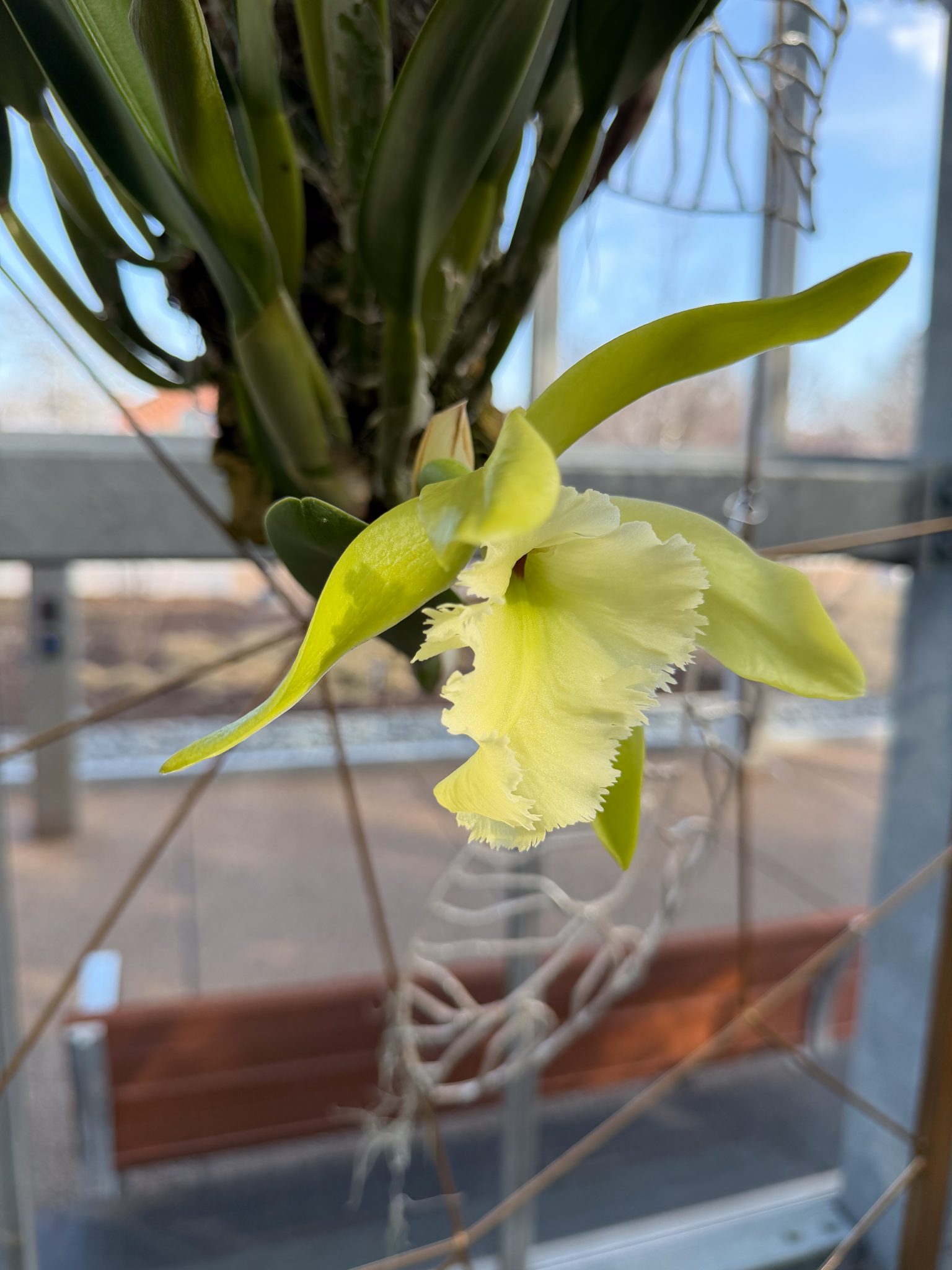 Photo 336 from 2026 Orchid Show