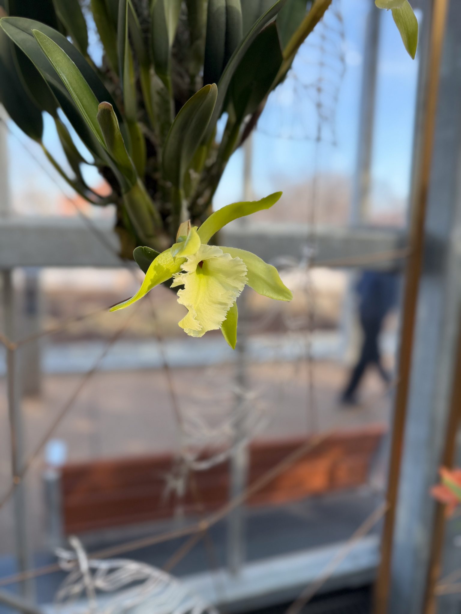 Photo 337 from 2026 Orchid Show