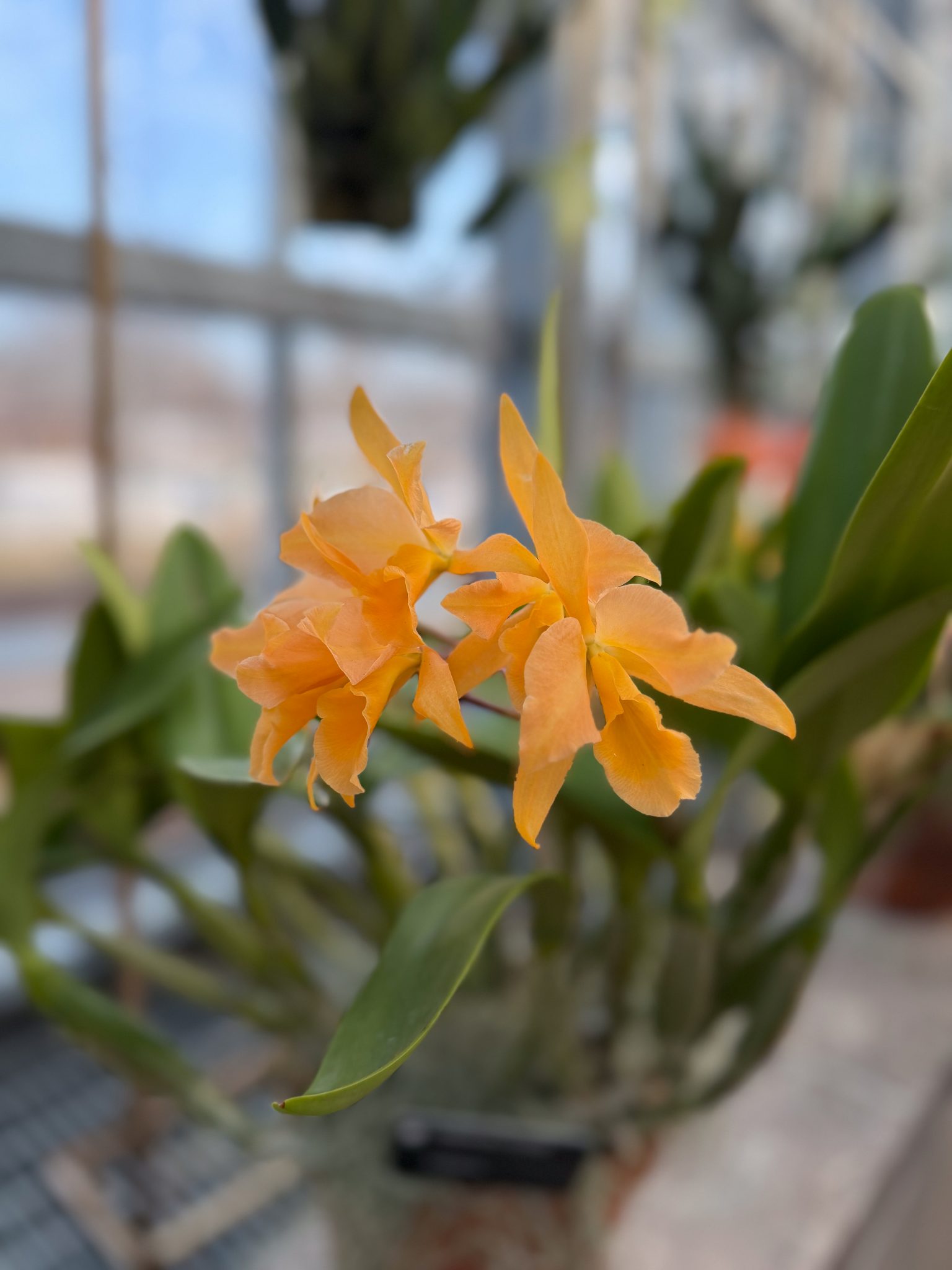 Photo 340 from 2026 Orchid Show