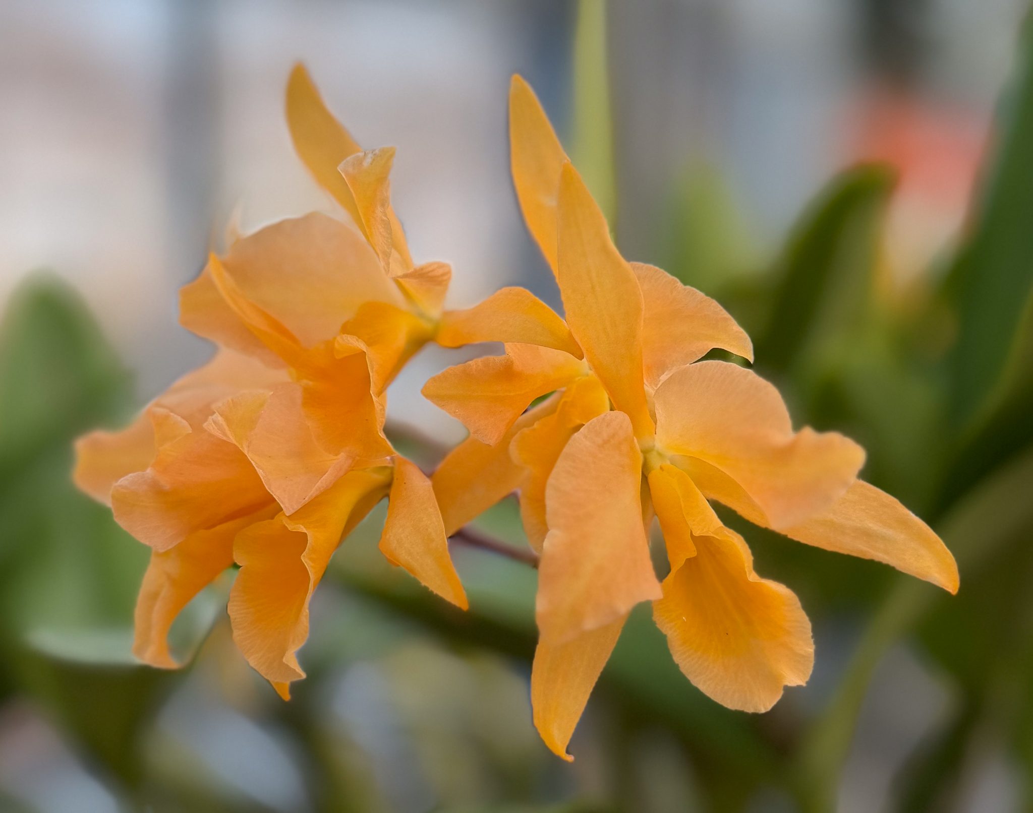 Photo 341 from 2026 Orchid Show