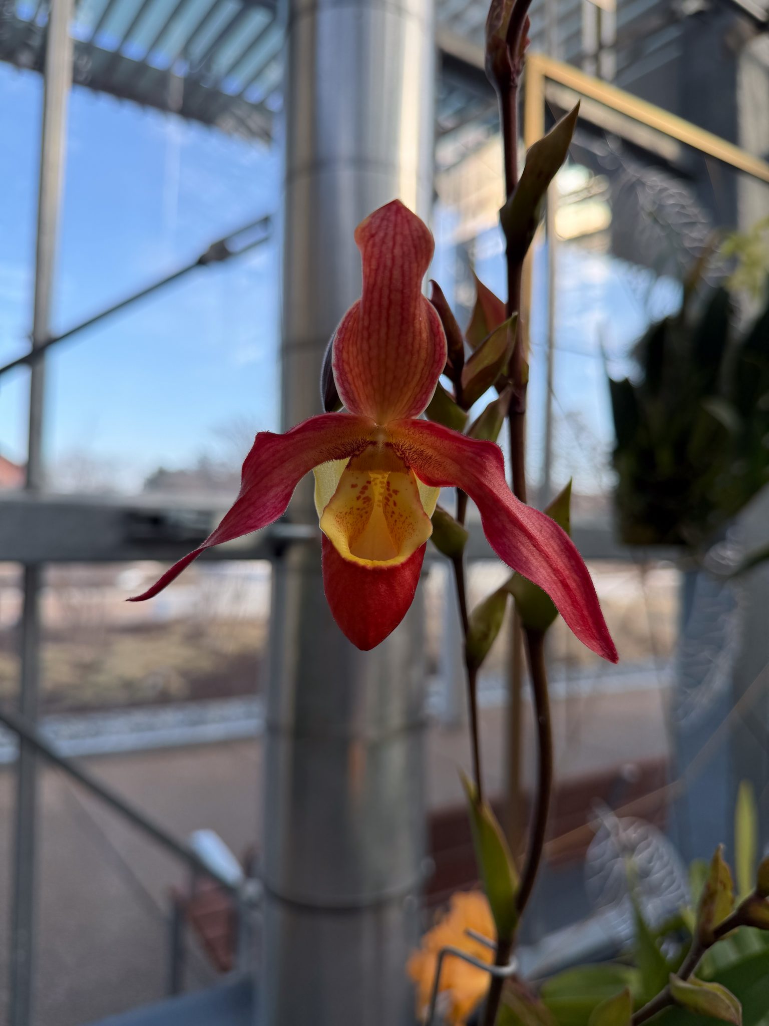 Photo 345 from 2026 Orchid Show