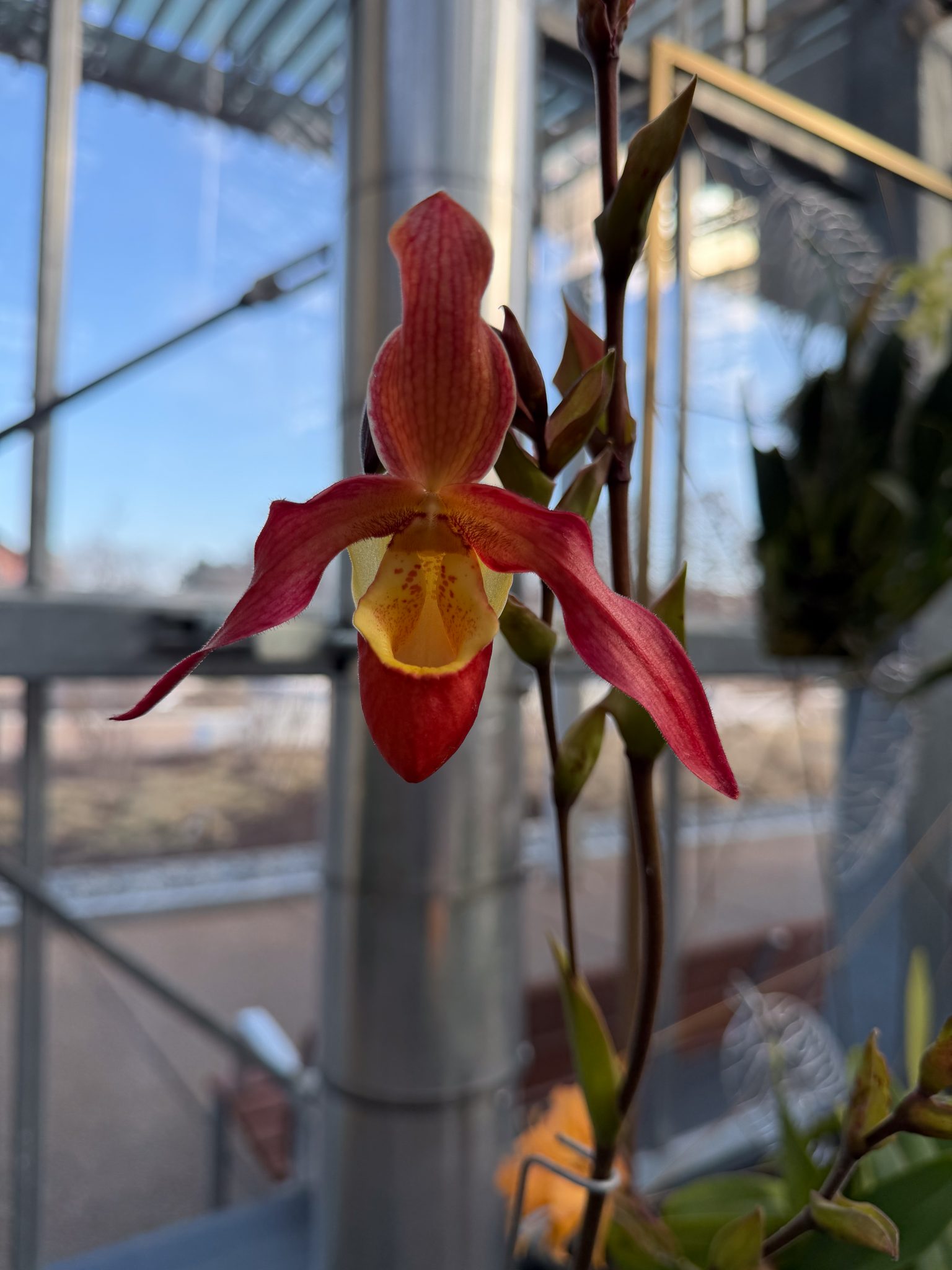 Photo 346 from 2026 Orchid Show