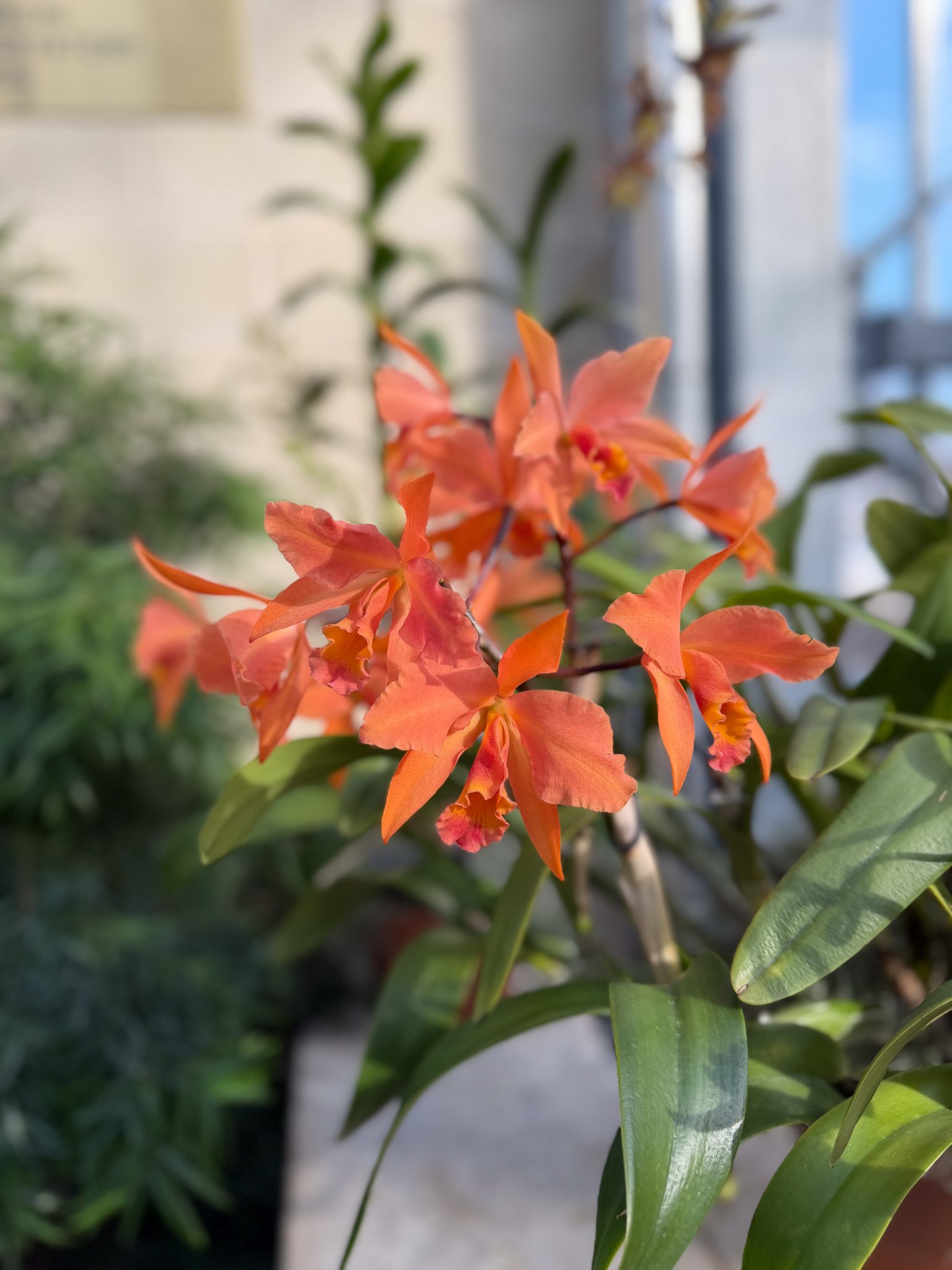 Photo 349 from 2026 Orchid Show