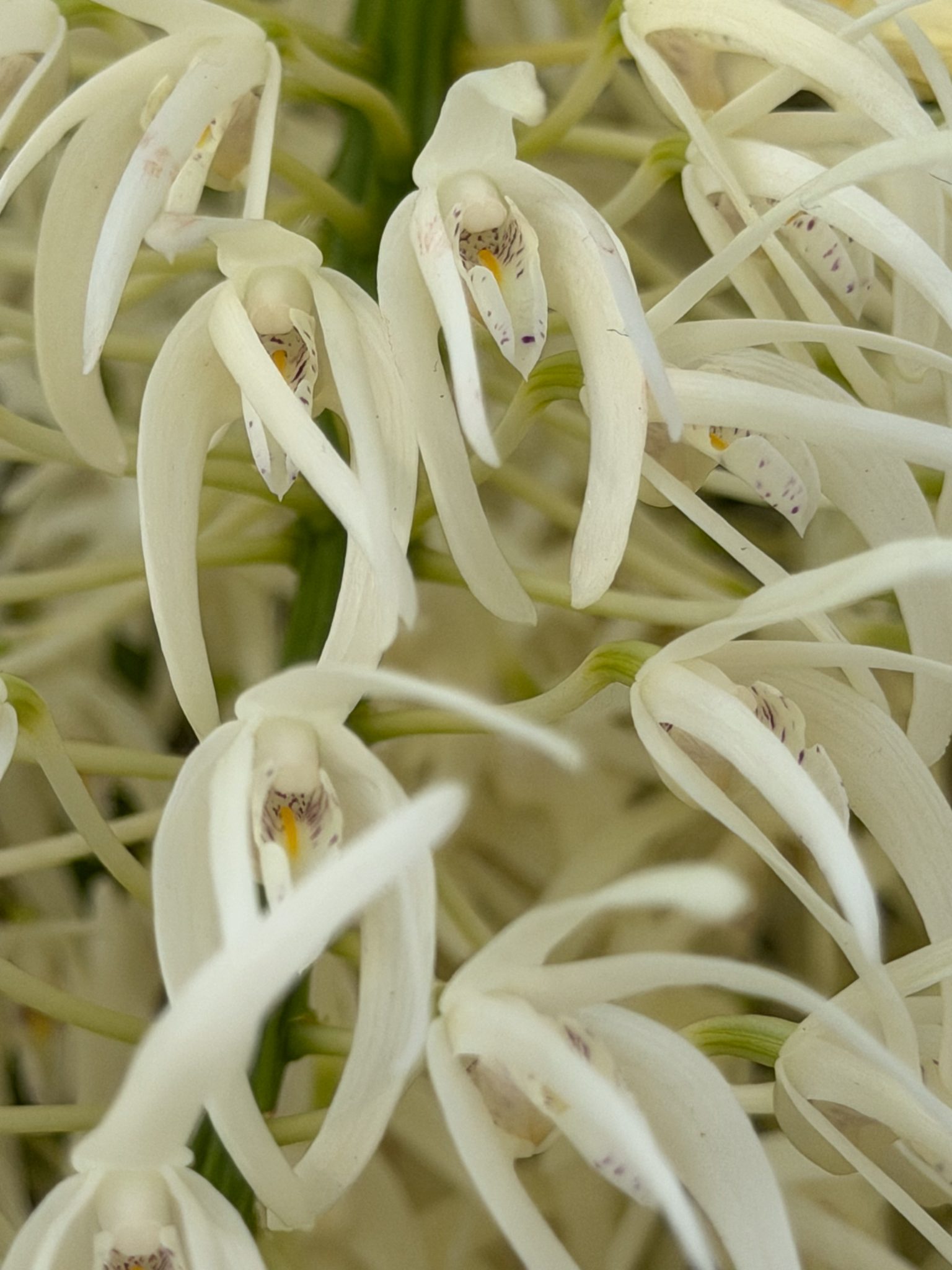 Photo 356 from 2026 Orchid Show
