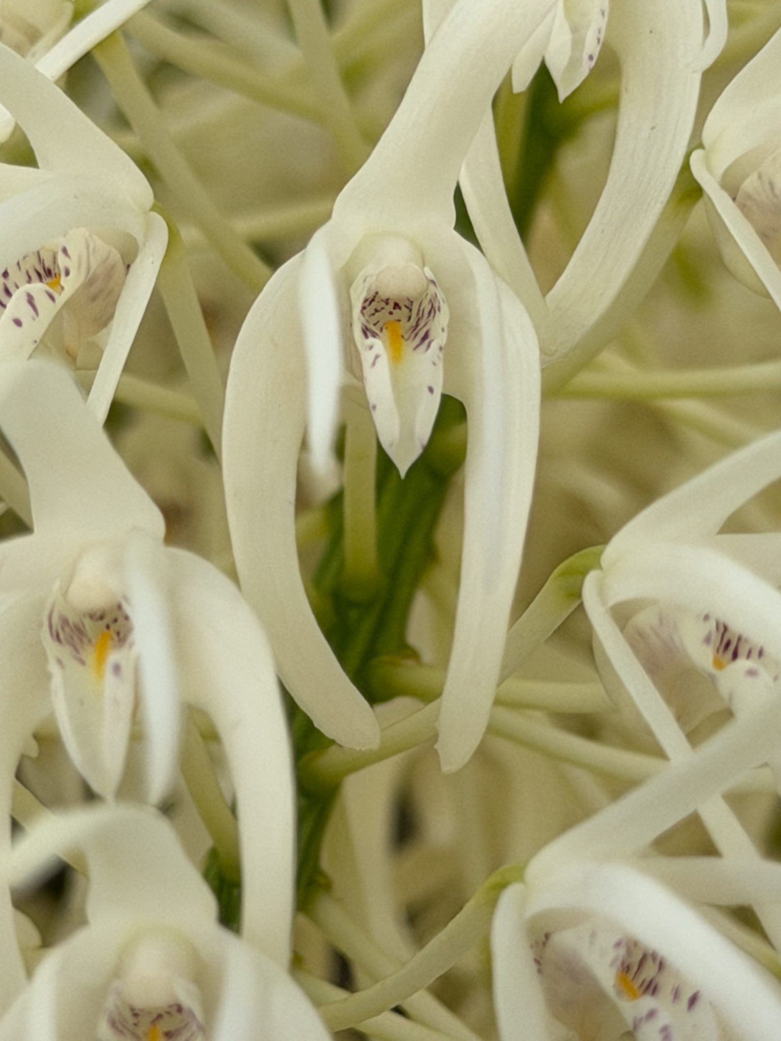 Photo 358 from 2026 Orchid Show