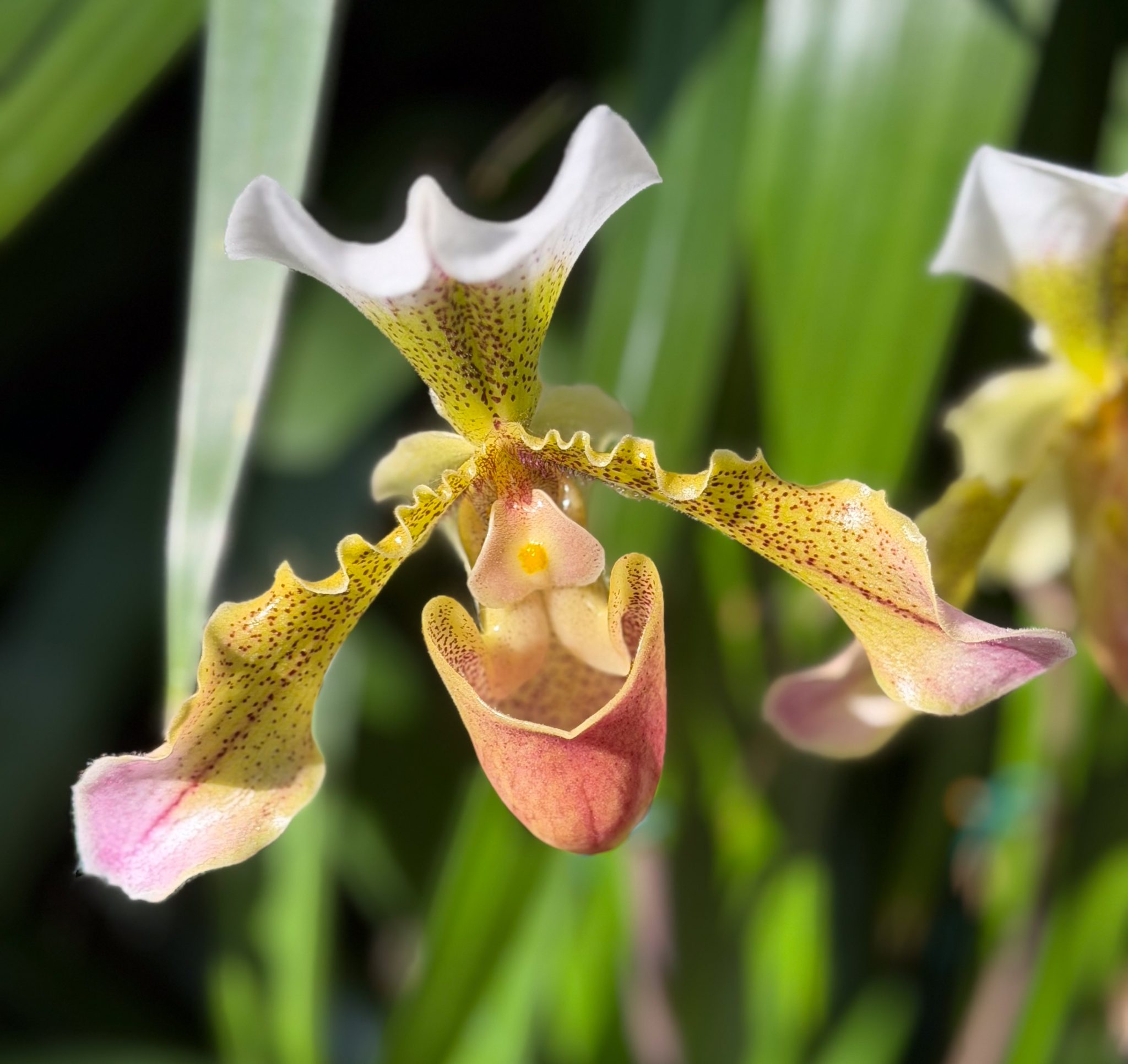 Photo 36 from 2026 Orchid Show